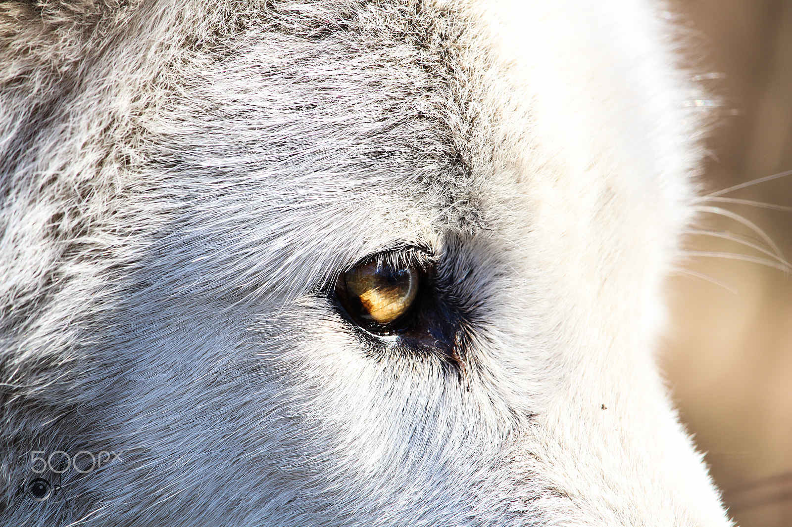 Canon EF-S 55-250mm F4-5.6 IS STM sample photo. Sunlight in the fearless eyes!!! photography
