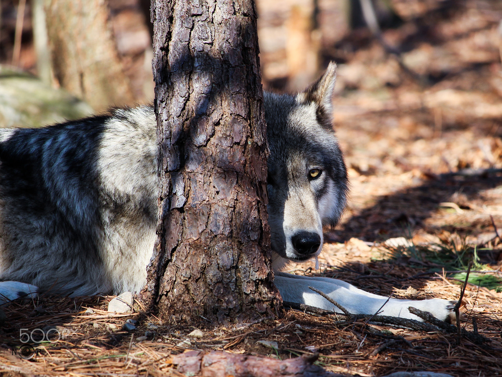 Canon EF-S 55-250mm F4-5.6 IS STM sample photo. I'm watching you... photography