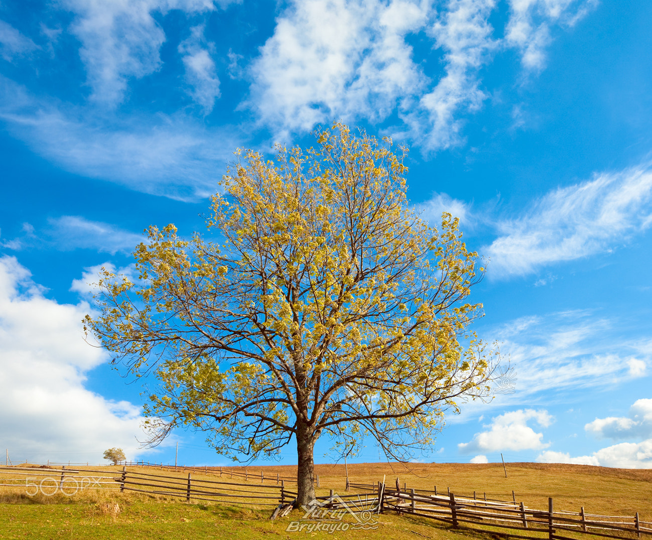Canon EF 16-35mm F2.8L II USM sample photo. Lonely autumn tree on sky background. photography