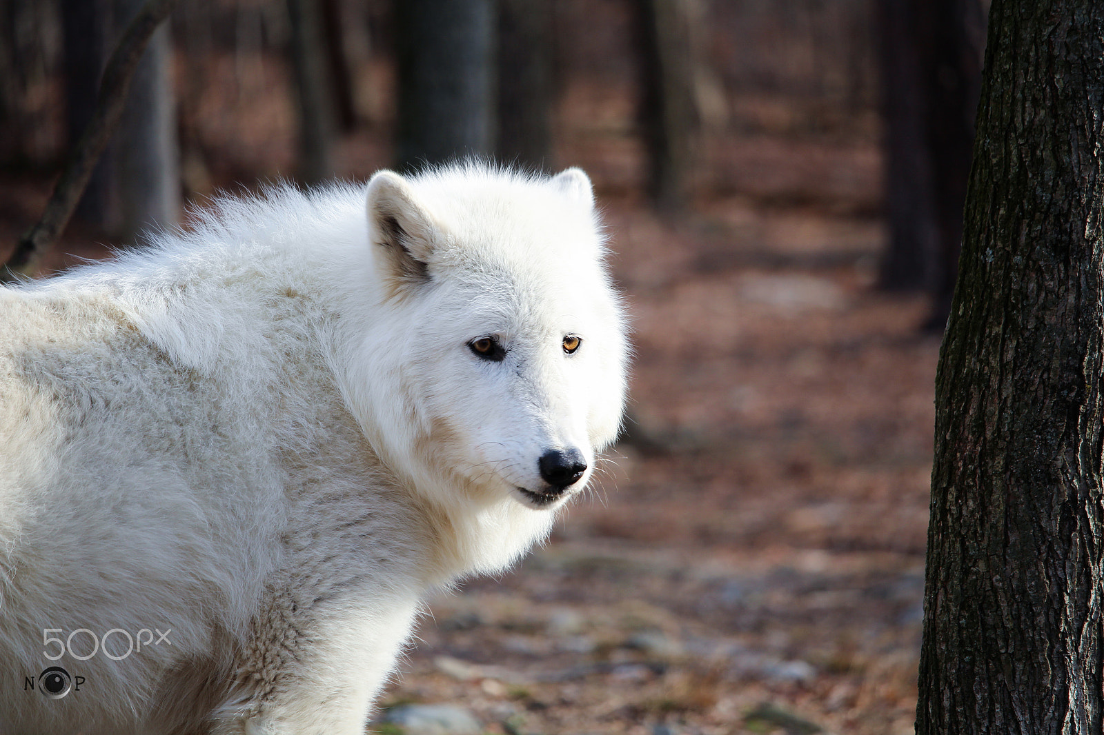 Canon EF-S 55-250mm F4-5.6 IS STM sample photo. Good morning!!! photography