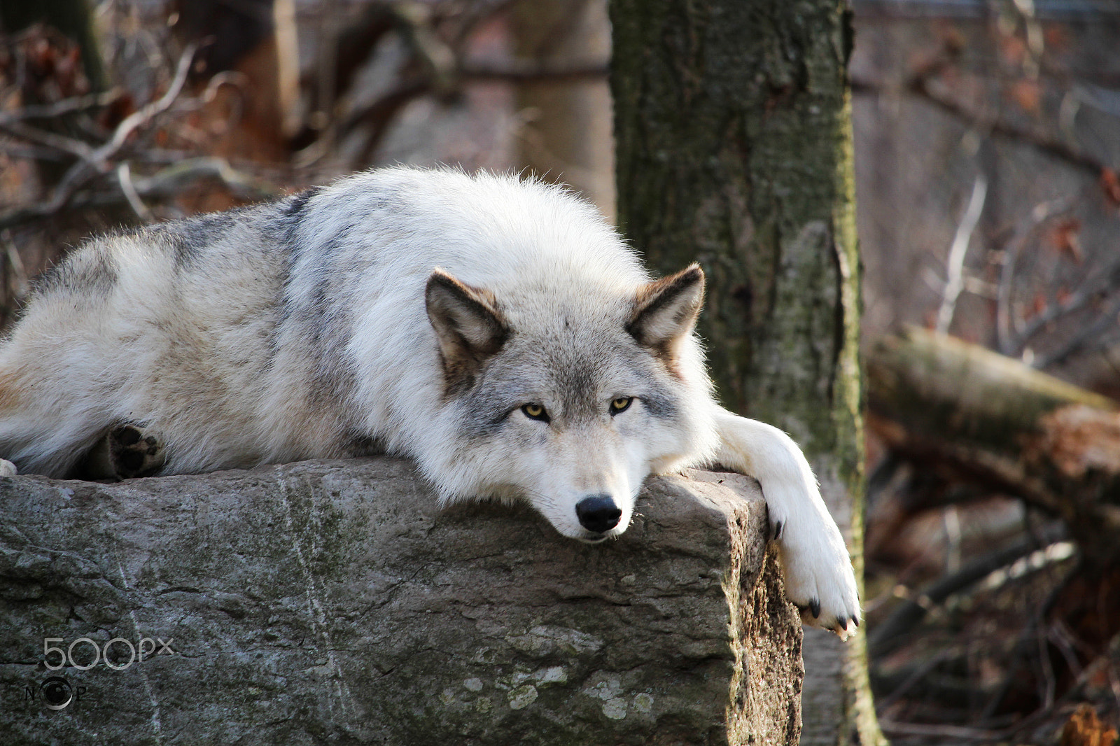 Canon EF-S 55-250mm F4-5.6 IS STM sample photo. I am innocent photography