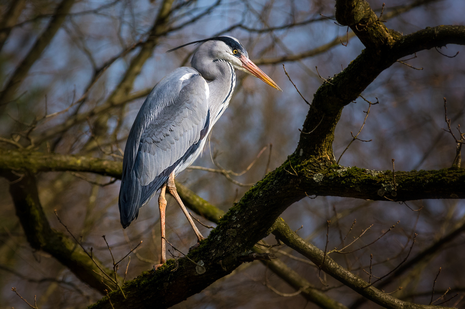 Pentax K-3 sample photo. Heron in forest photography