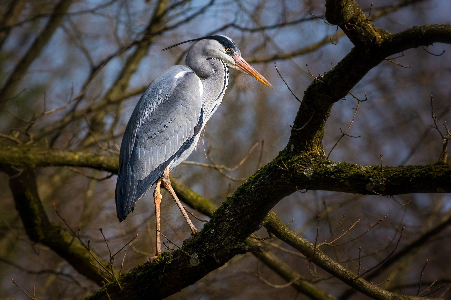 Pentax K-3 + Pentax smc DA* 300mm F4.0 ED (IF) SDM sample photo. Heron in forest photography