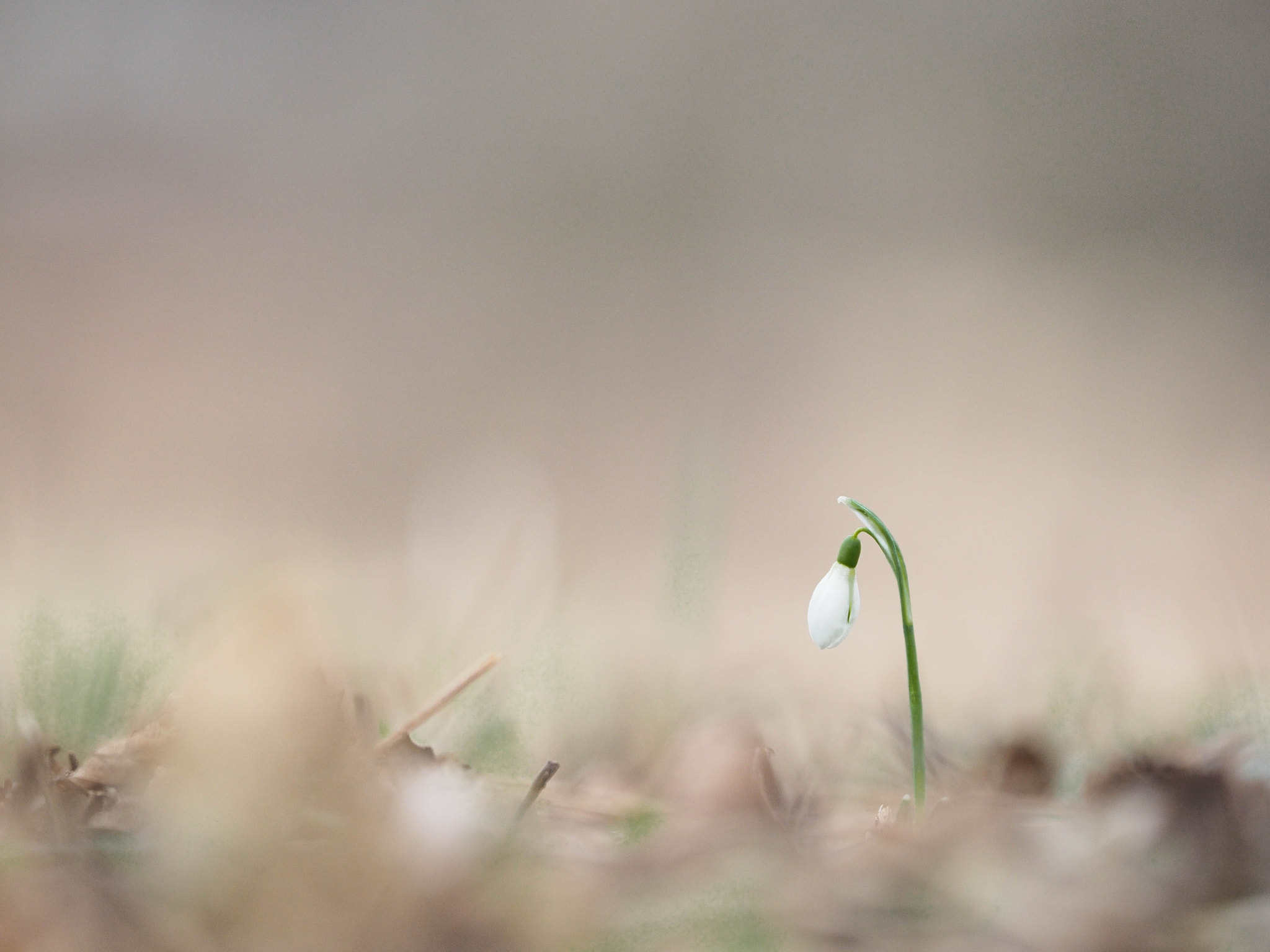 Olympus OM-D E-M1 + Olympus M.Zuiko Digital ED 40-150mm F2.8 Pro sample photo. Das erste schneeglöckchen photography