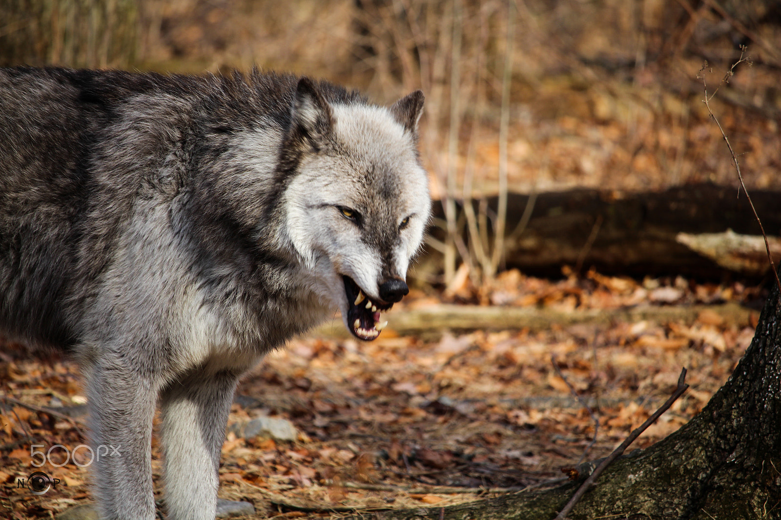 Canon EF-S 55-250mm F4-5.6 IS STM sample photo. Angry!!! photography