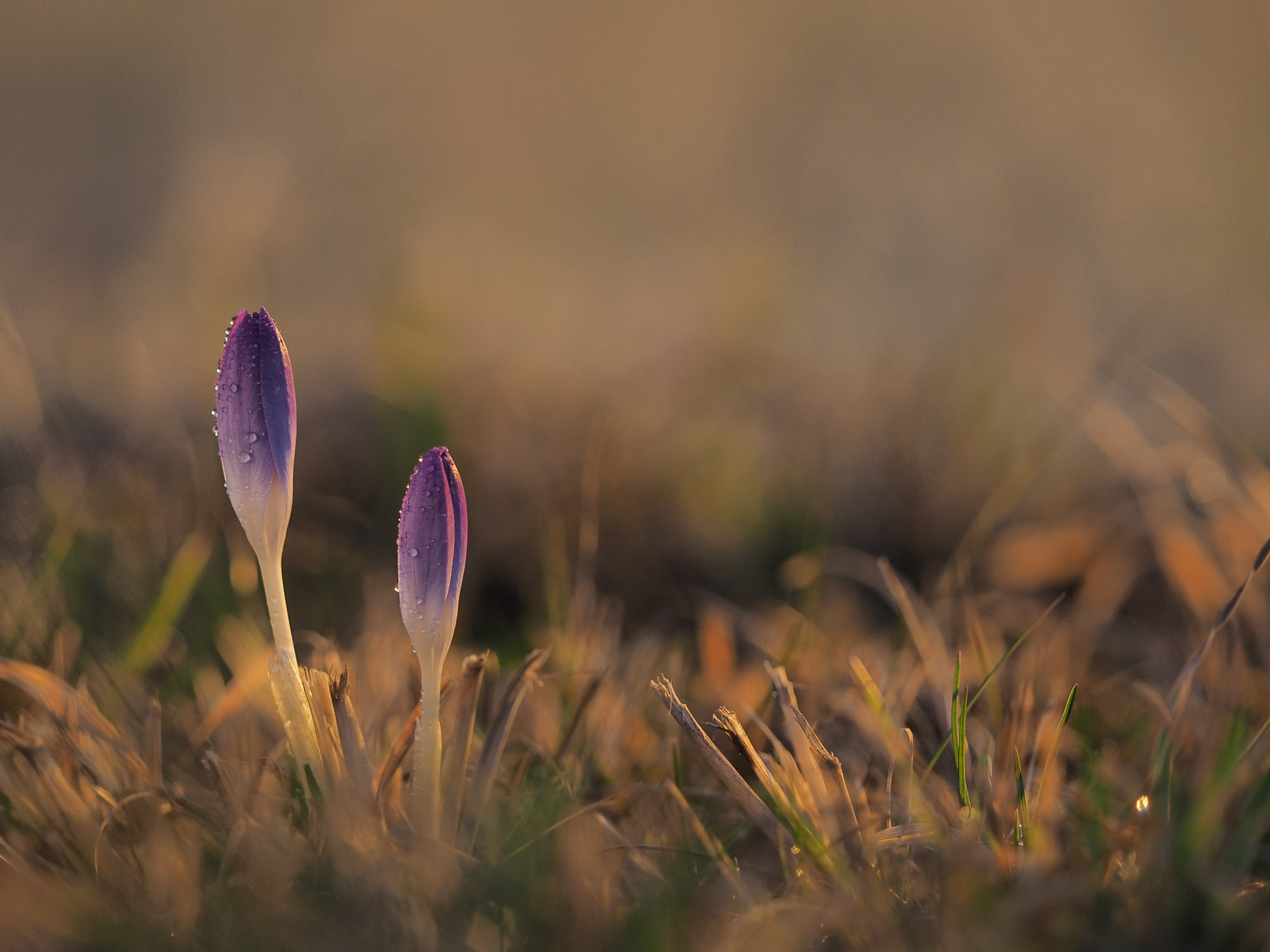Olympus M.Zuiko Digital ED 40-150mm F2.8 Pro sample photo. Zwillinge photography