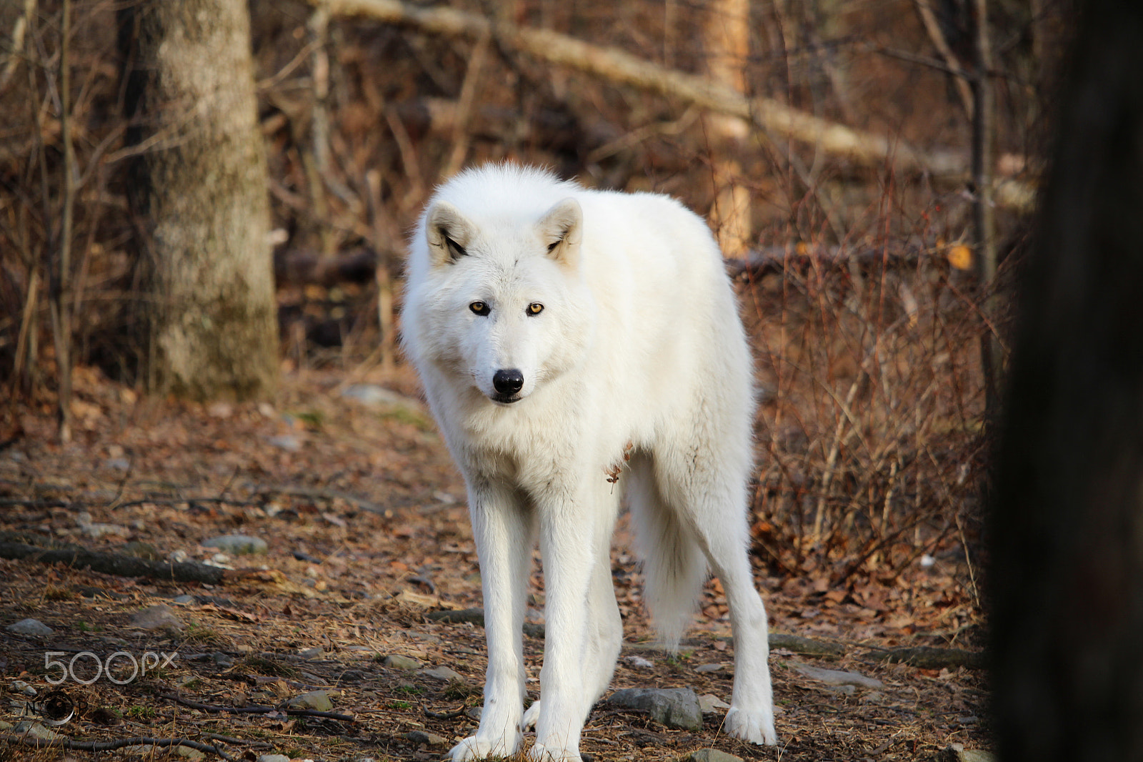 Canon EF-S 55-250mm F4-5.6 IS STM sample photo. Gorgeous.... photography