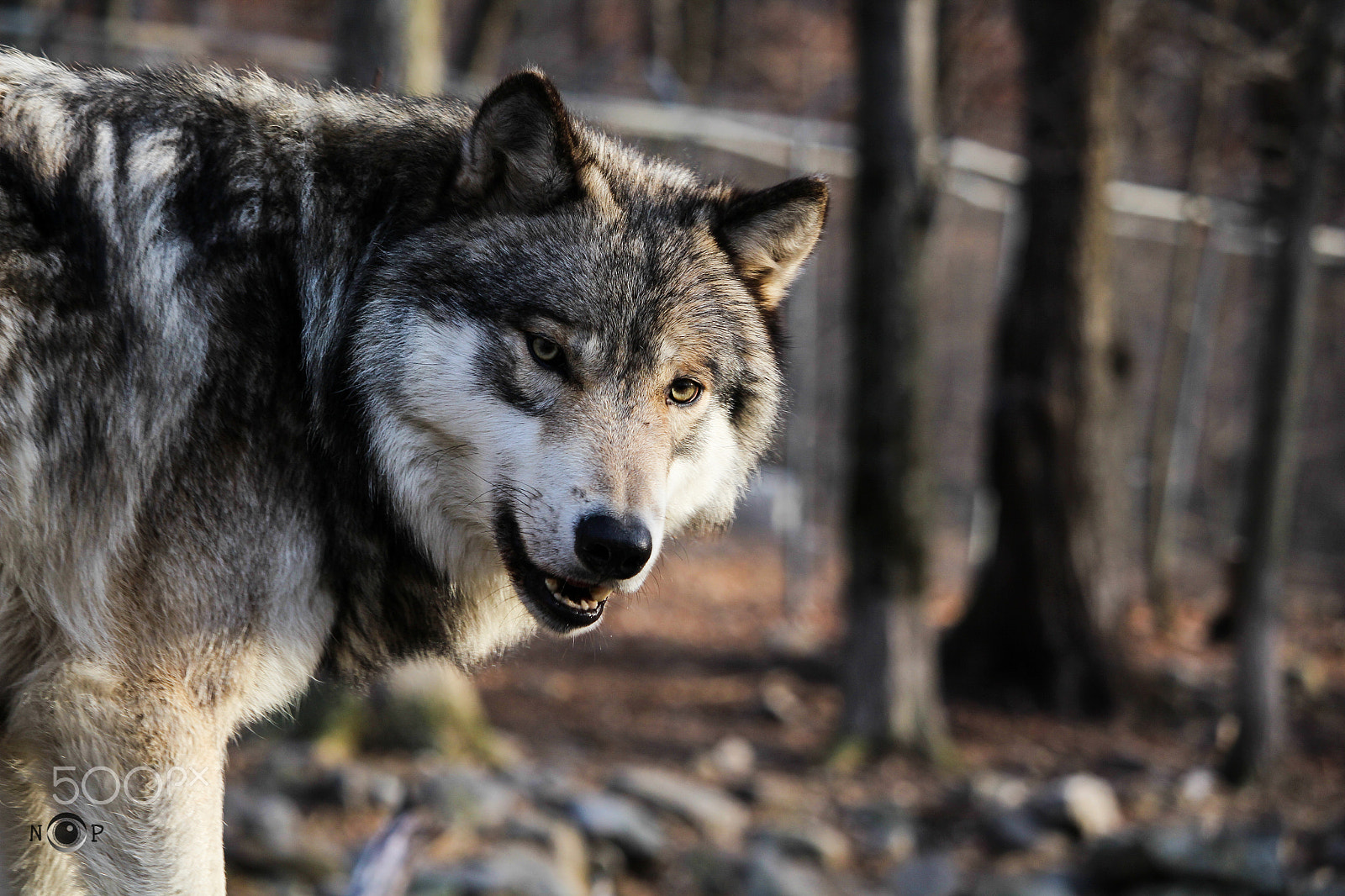 Canon EF-S 55-250mm F4-5.6 IS STM sample photo. The look photography