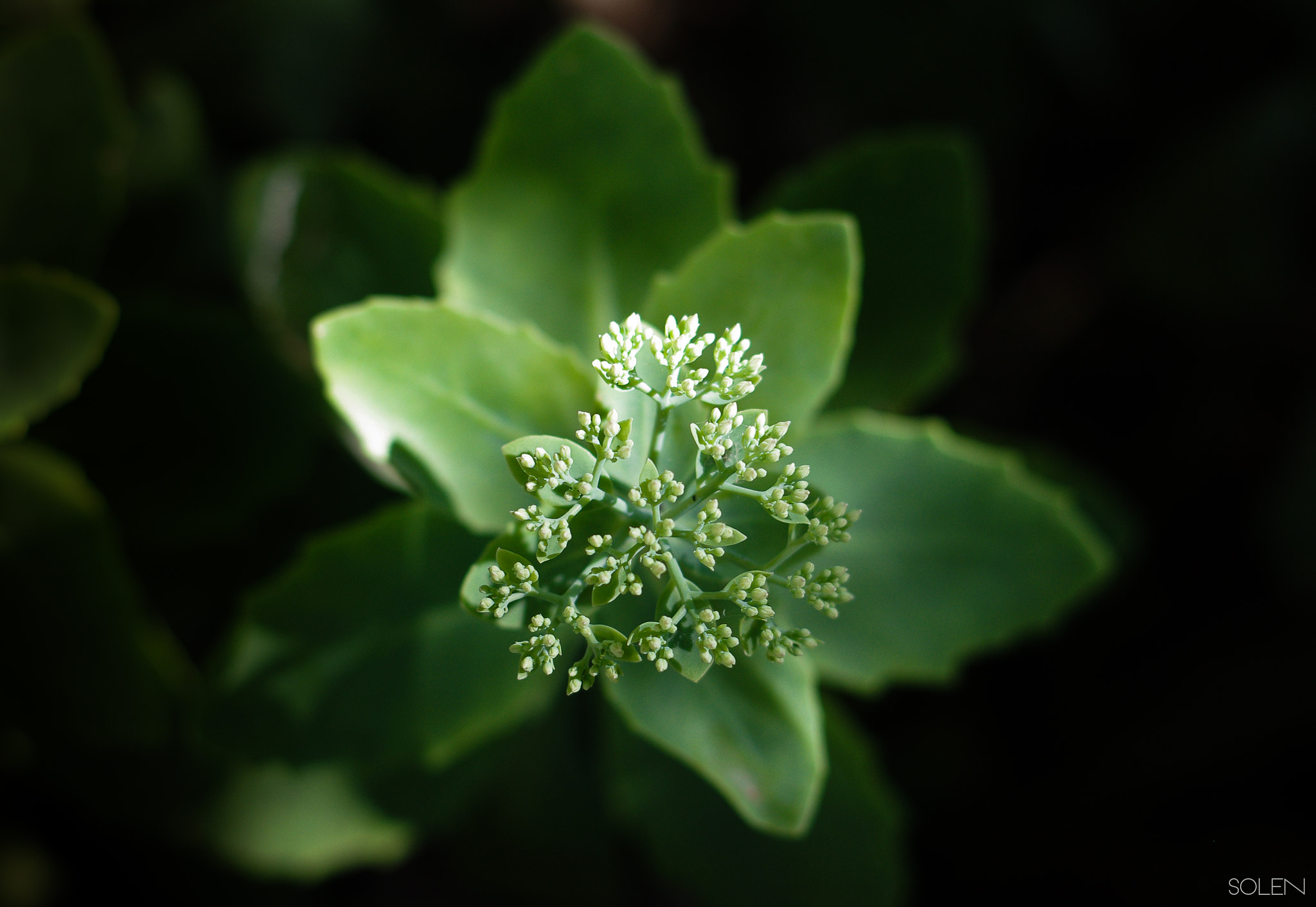 Pentax K-r + Pentax smc DA 50mm F1.8 sample photo. Sedum photography