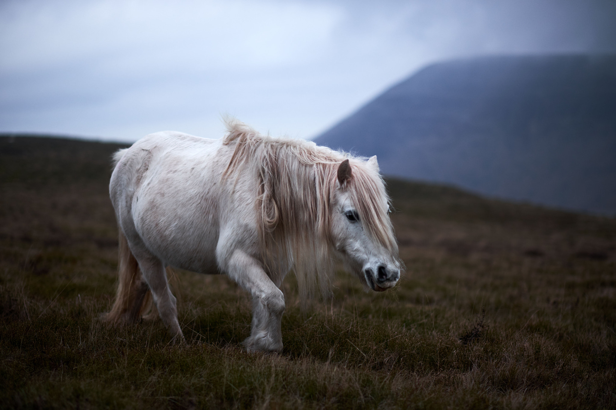 Fujifilm XF 56mm F1.2 R sample photo. Wild white horse photography