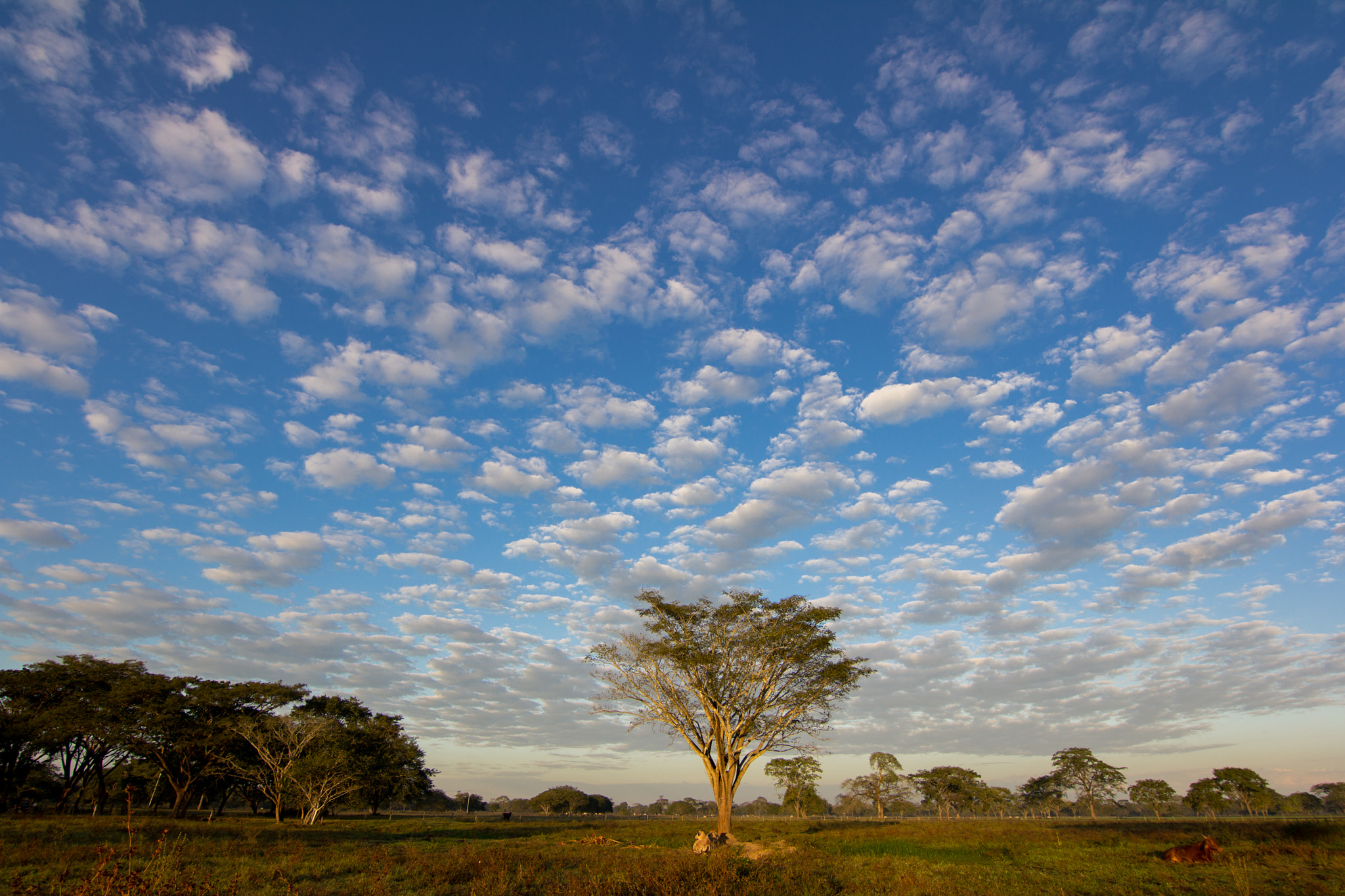 Canon EOS 60D sample photo. Cielo llanero photography
