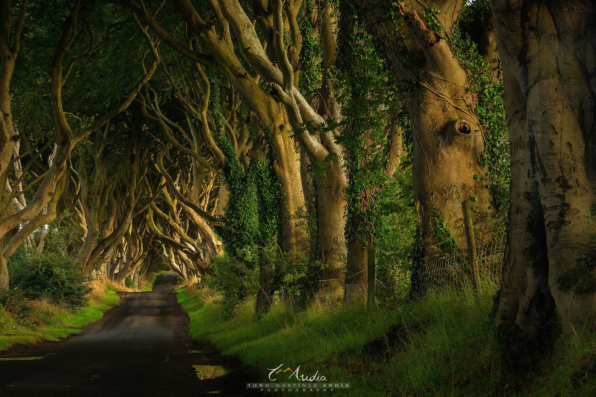 Canon EOS 40D + Tamron AF 28-75mm F2.8 XR Di LD Aspherical (IF) sample photo. The dark hedges photography