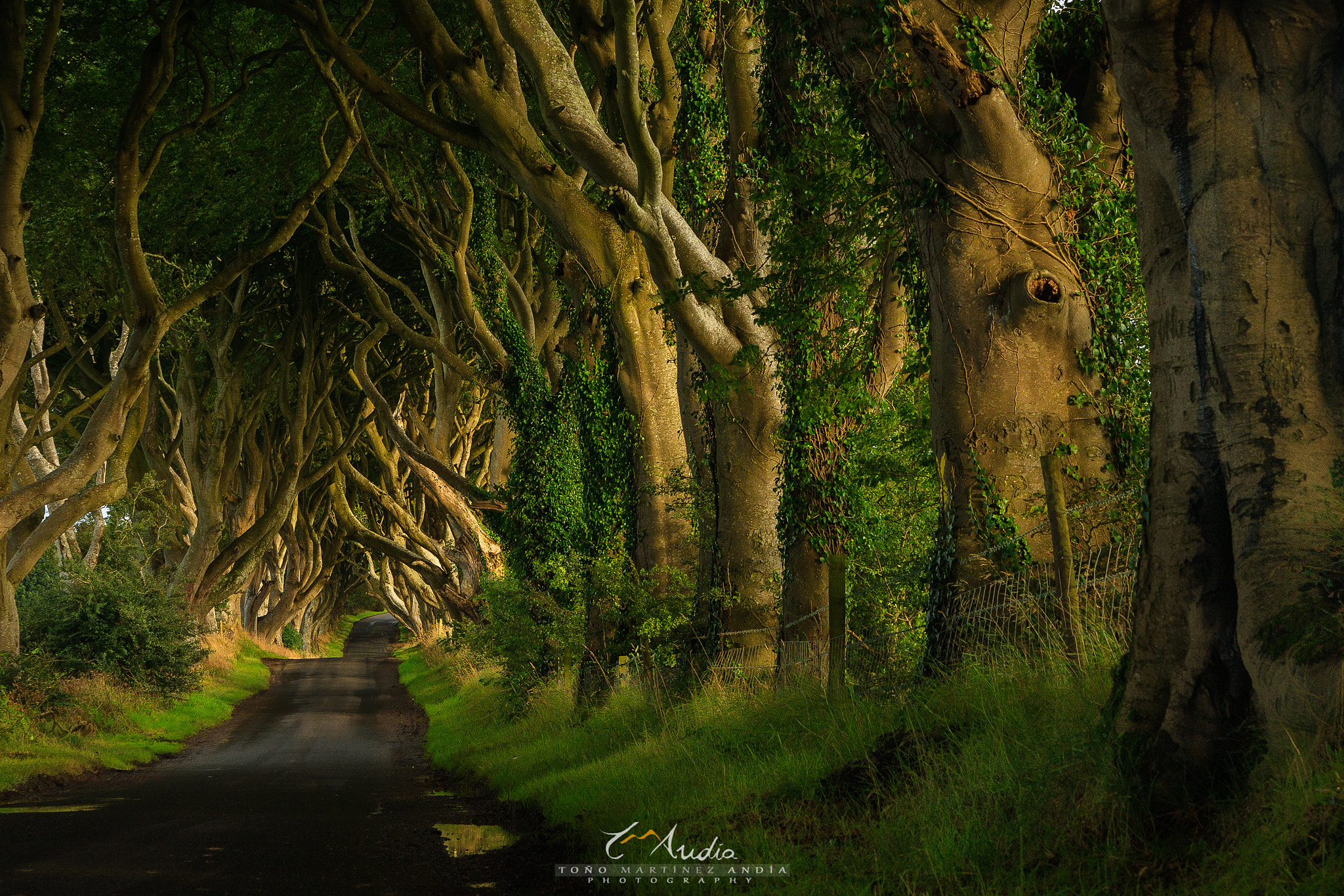 Canon EOS 40D sample photo. The dark hedges photography