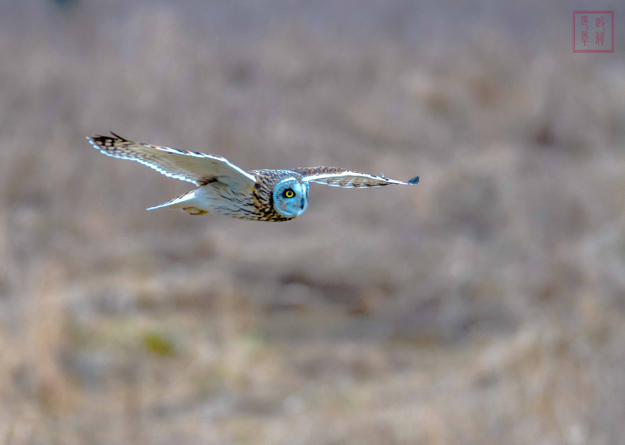 Sigma 150-600mm F5-6.3 DG OS HSM | S sample photo. Dsc photography