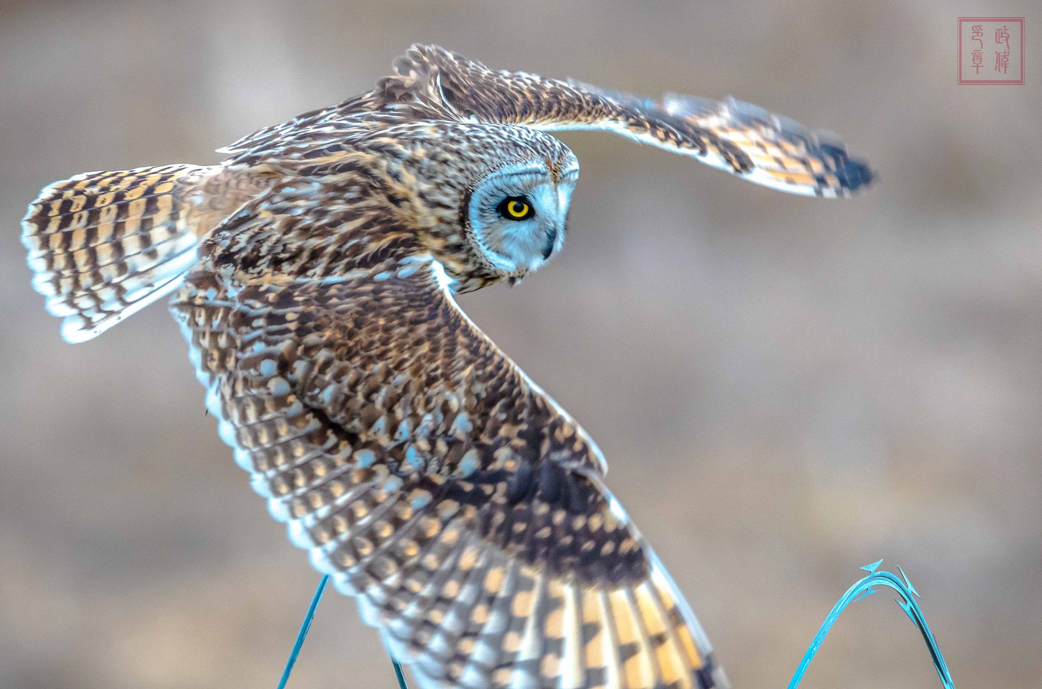 Sigma 150-600mm F5-6.3 DG OS HSM | S sample photo. Dsc photography