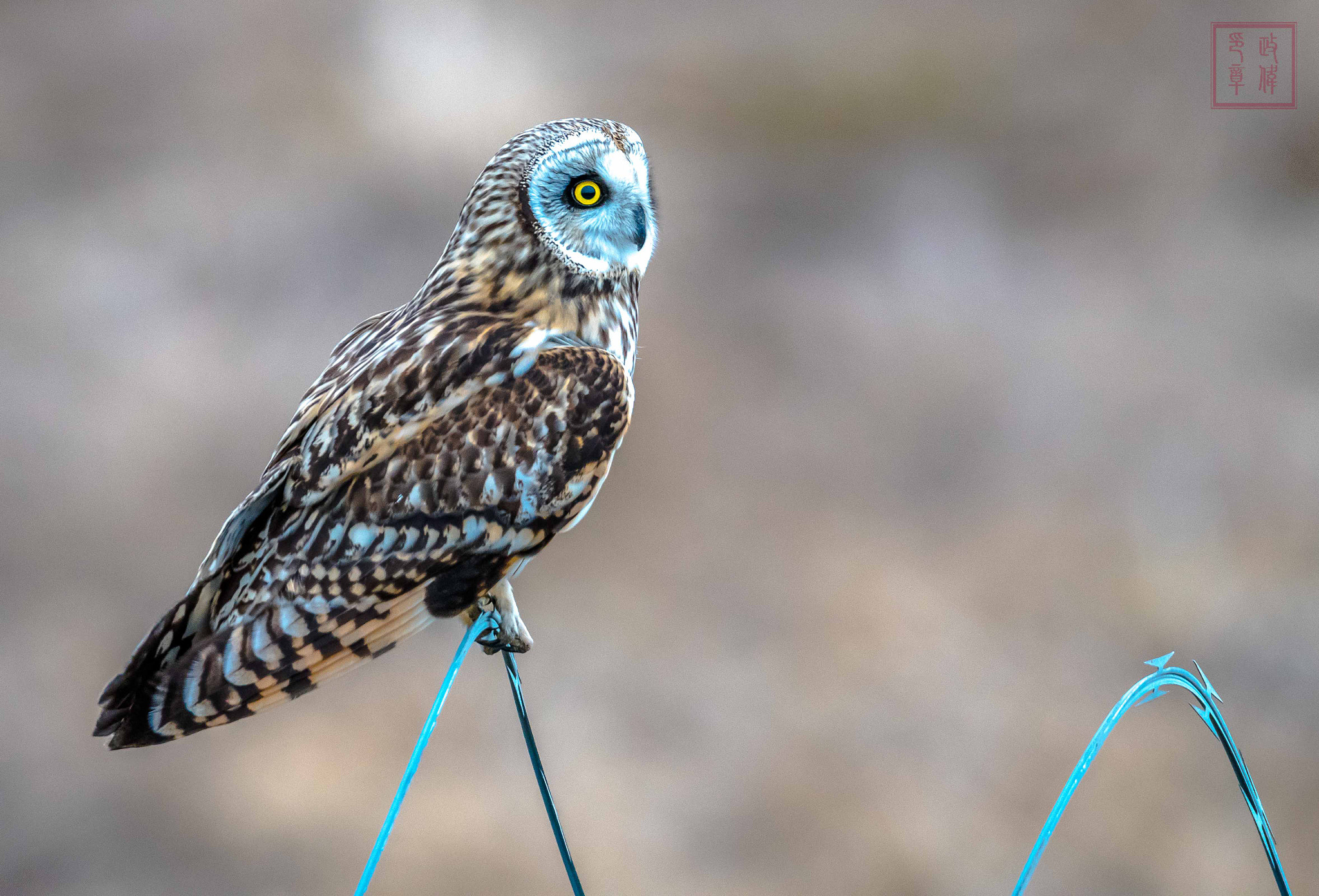 Sigma 150-600mm F5-6.3 DG OS HSM | S sample photo. Dsc photography