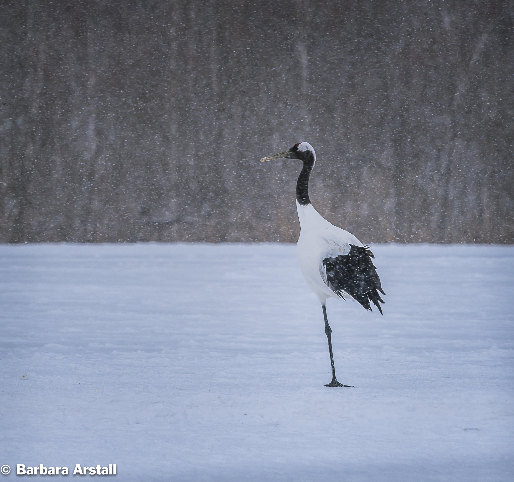 Nikon Nikkor AF-S 300mm F4E PF ED VR sample photo. Snow crane photography