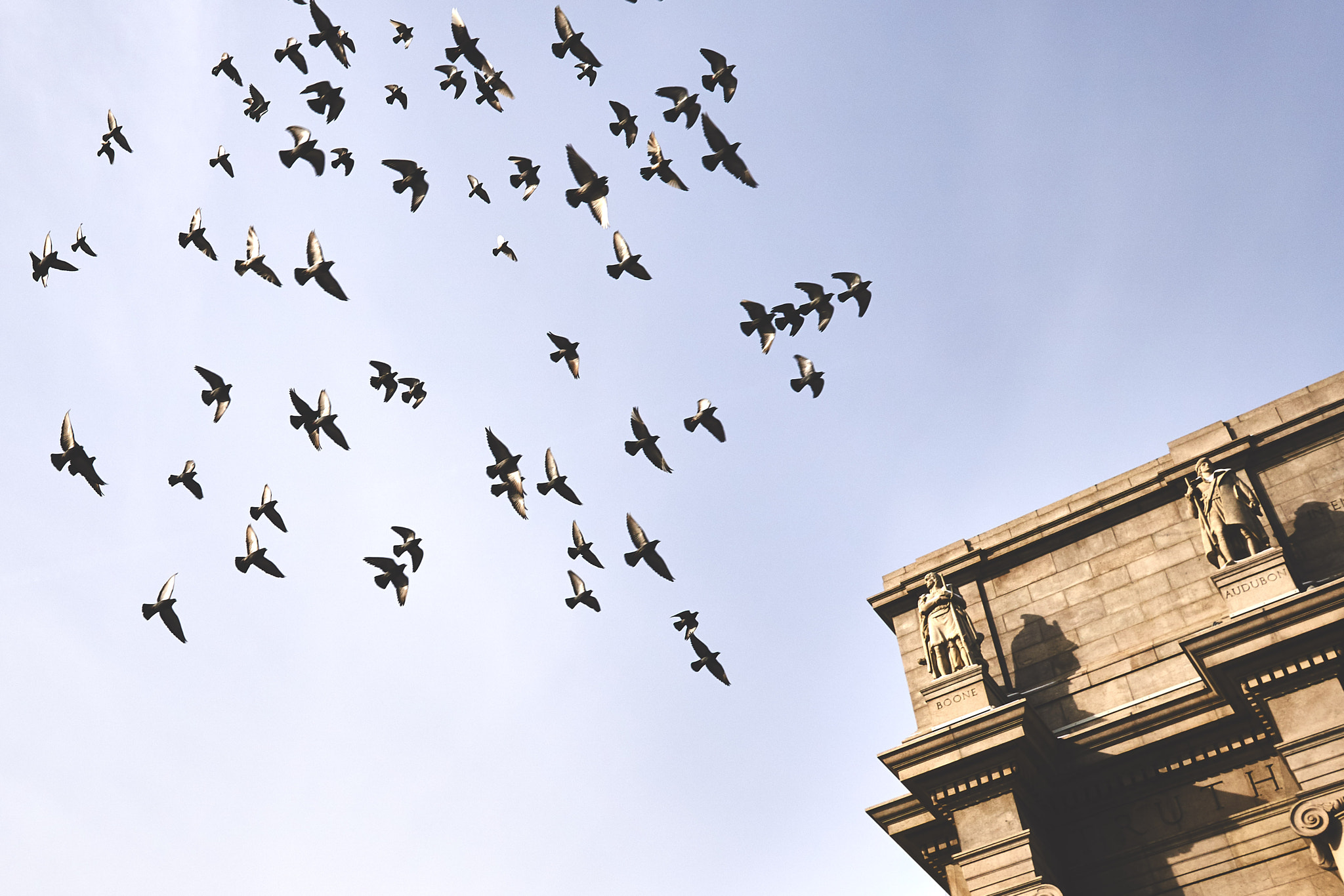 Sigma 19mm F2.8 EX DN sample photo. Pigeons over the museum photography