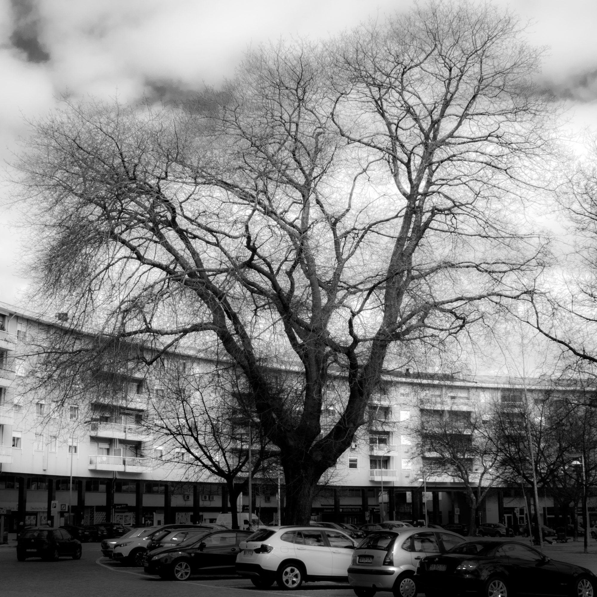 Sony Cyber-shot DSC-RX10 + 24-200mm F2.8 sample photo. Winter trees (3) photography