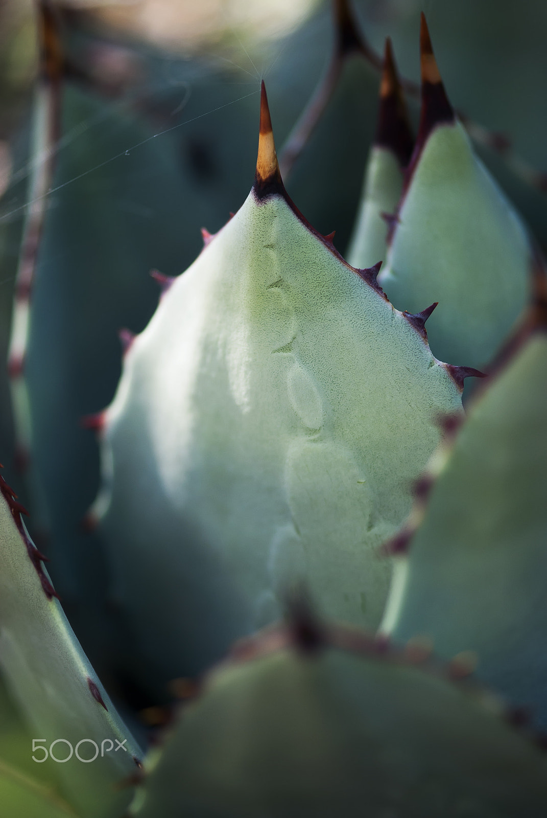 Nikon AF-S Micro-Nikkor 105mm F2.8G IF-ED VR sample photo. Agave leaf photography