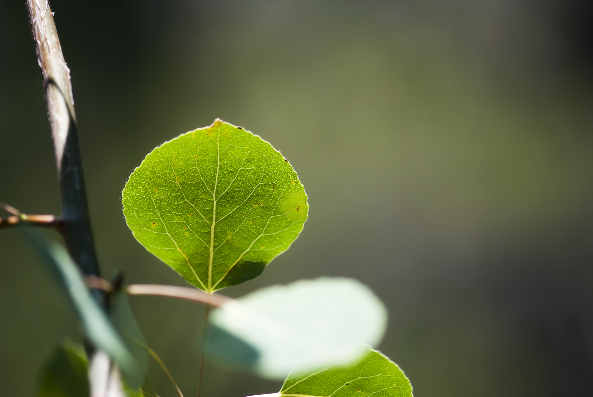 Nikon AF-S Micro-Nikkor 105mm F2.8G IF-ED VR sample photo. Aspen leaf photography