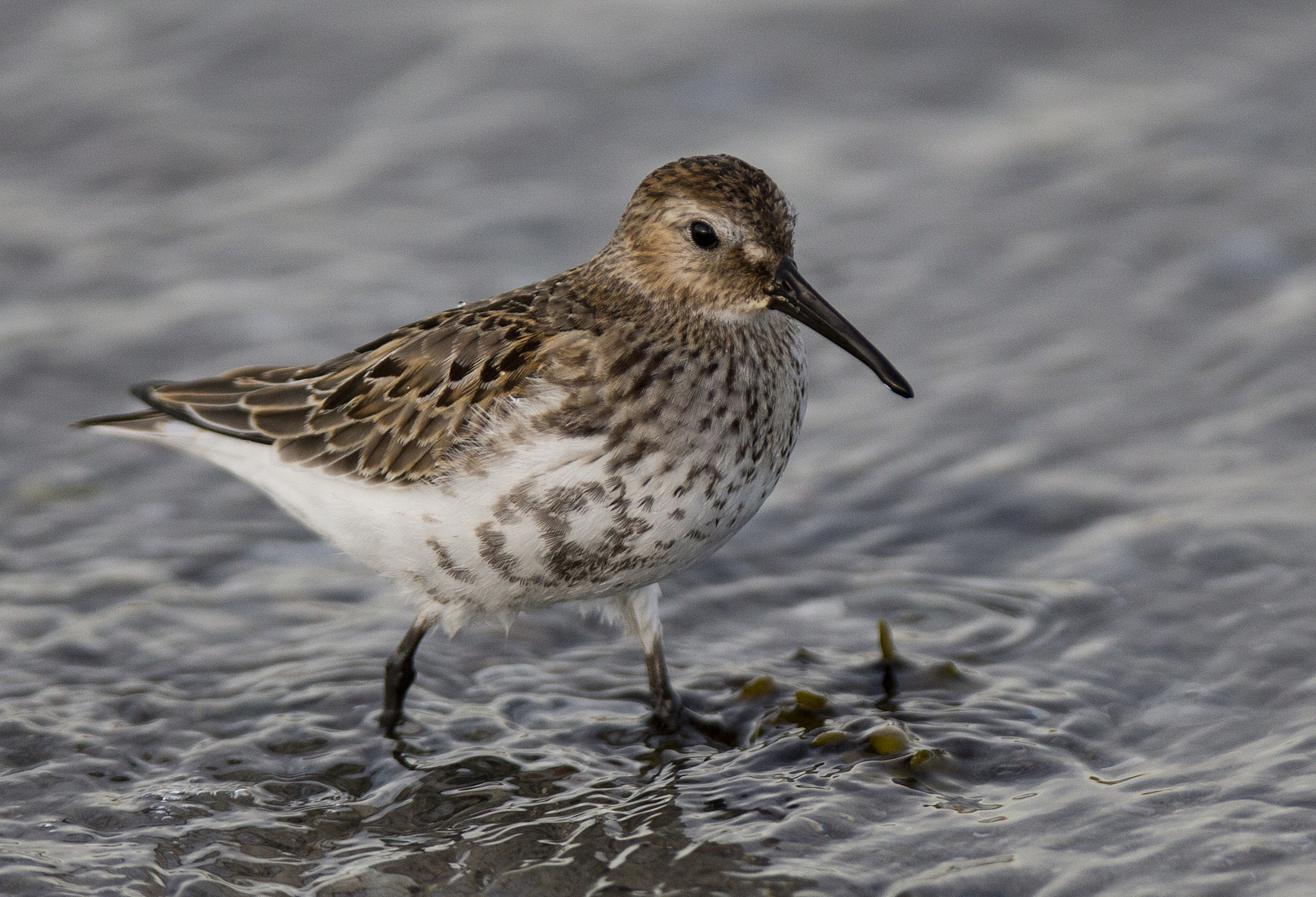 Canon EOS-1D X + Canon EF 400mm F2.8L IS II USM sample photo. Dunlin photography