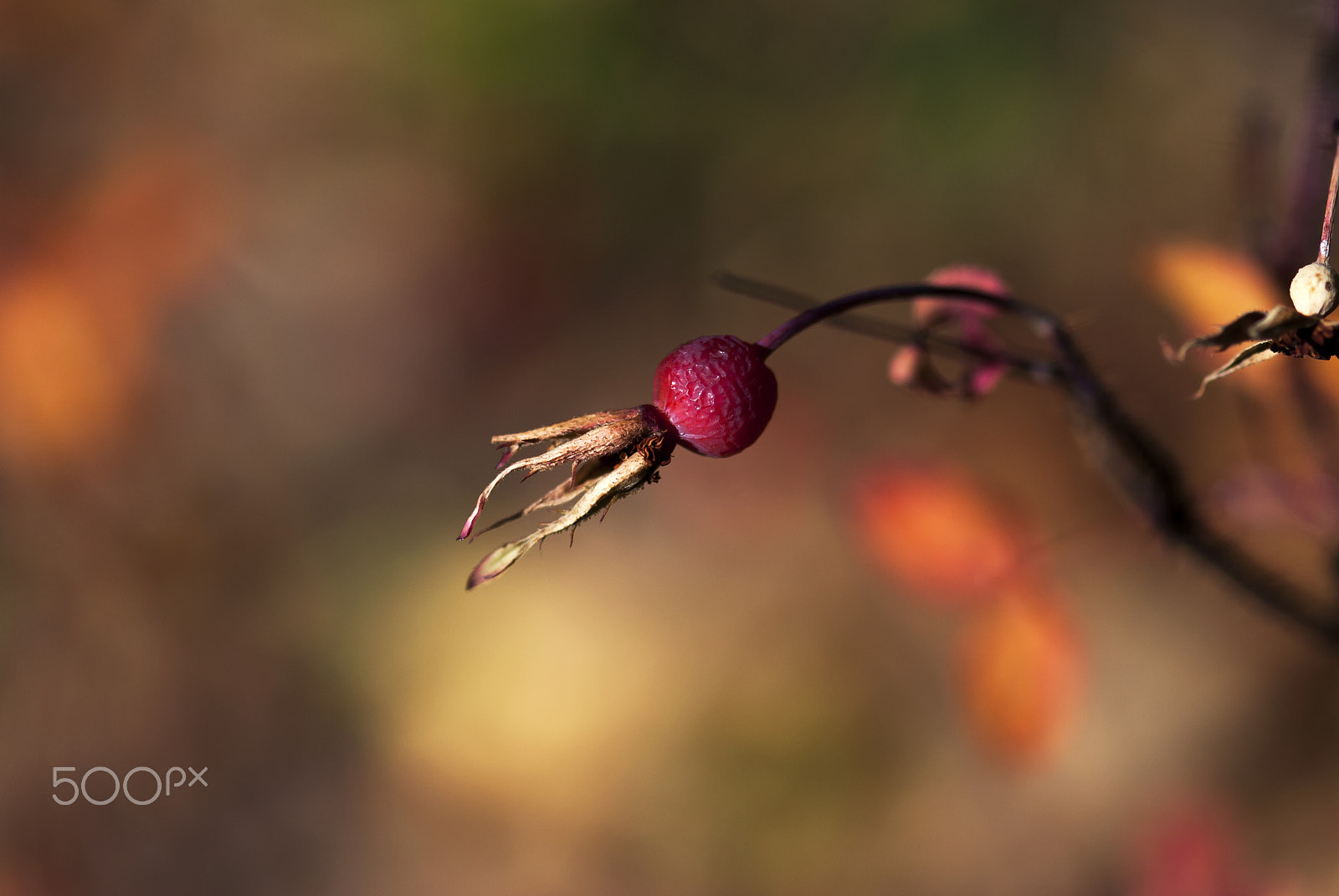 Nikon AF-S Micro-Nikkor 105mm F2.8G IF-ED VR sample photo. Dried rose hips photography