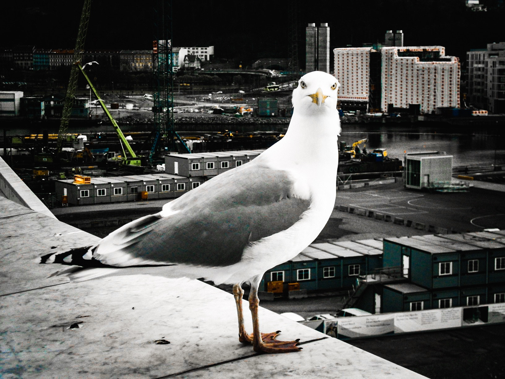 Olympus VG120,D705 sample photo. Seagull photography