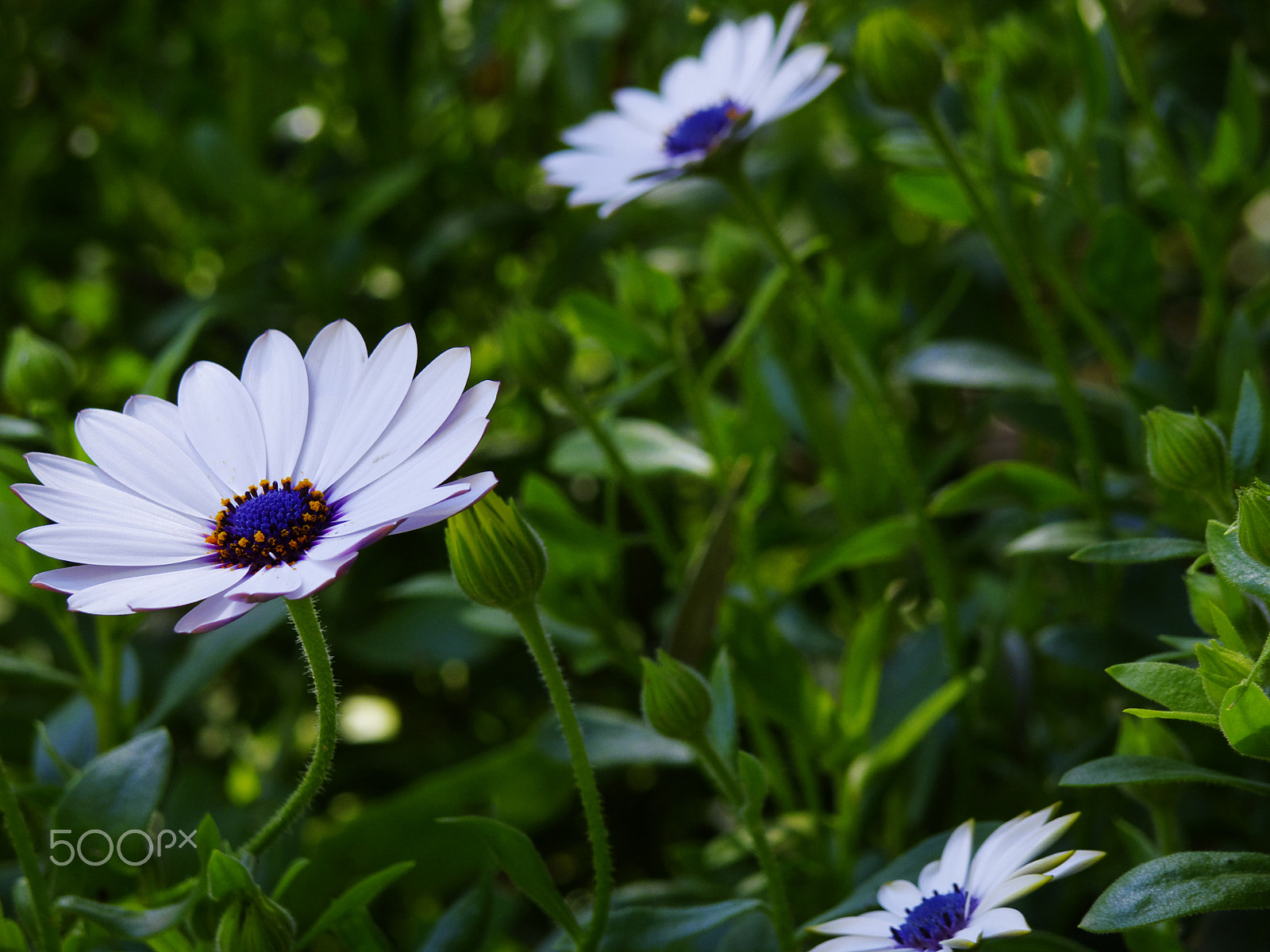 Pentax Q-S1 sample photo. Flowers in time .. photography