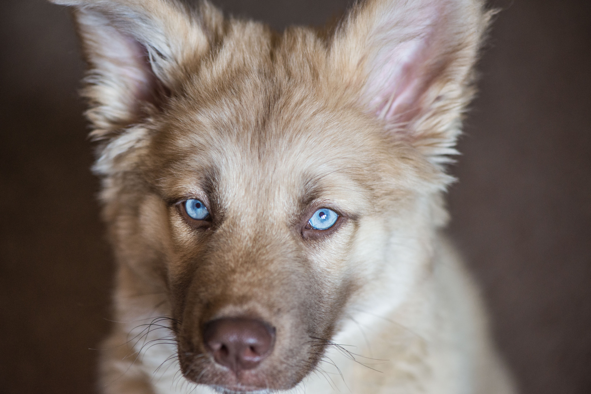 Nikon AF-S Micro-Nikkor 105mm F2.8G IF-ED VR sample photo. Teddy eyes photography