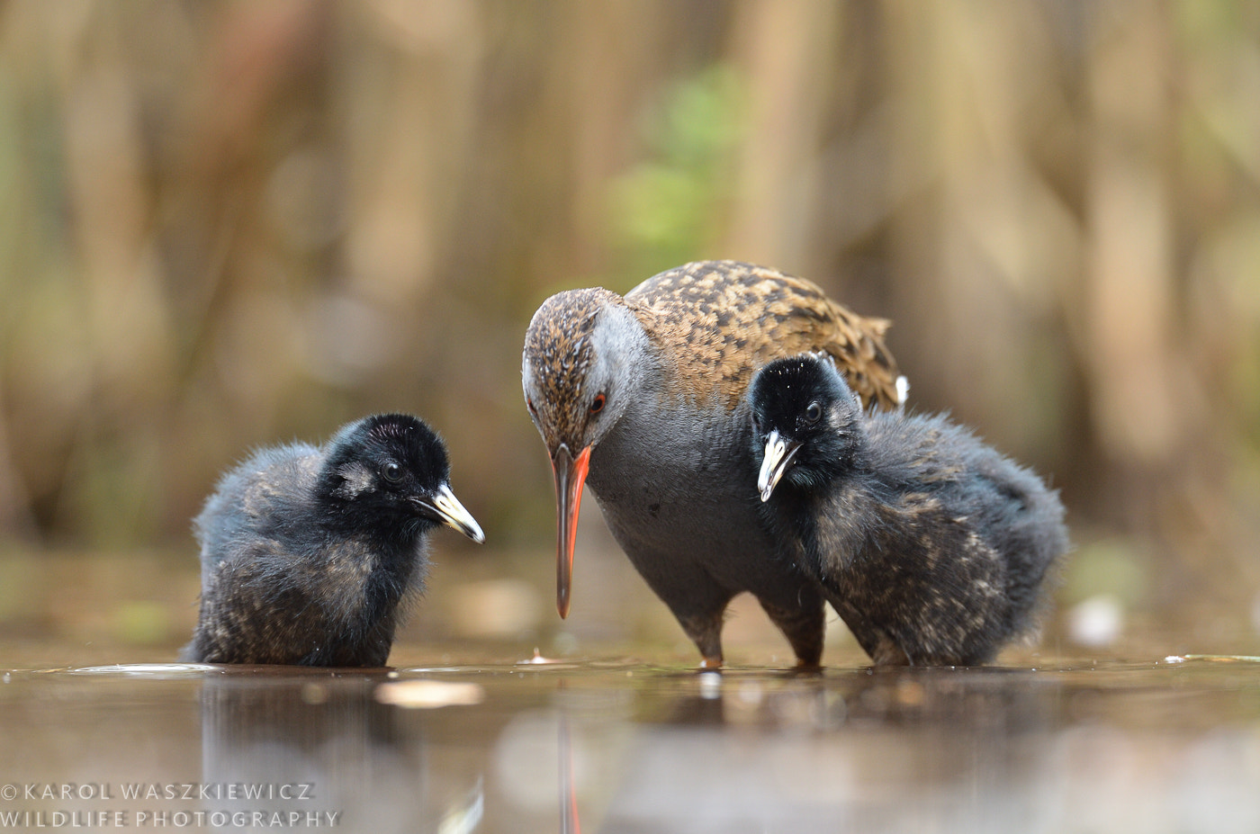 Nikon D7000 + Nikon AF-S Nikkor 600mm F4G ED VR sample photo. Water rails photography