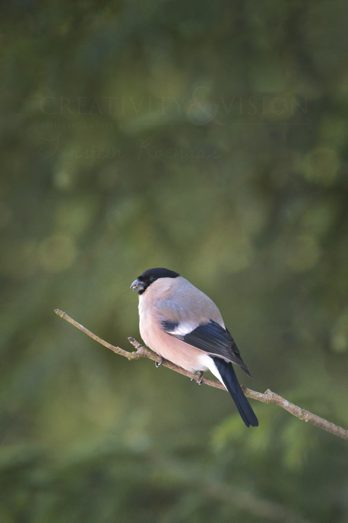 Pentax K-1 sample photo. Eurasian bullfinch photography