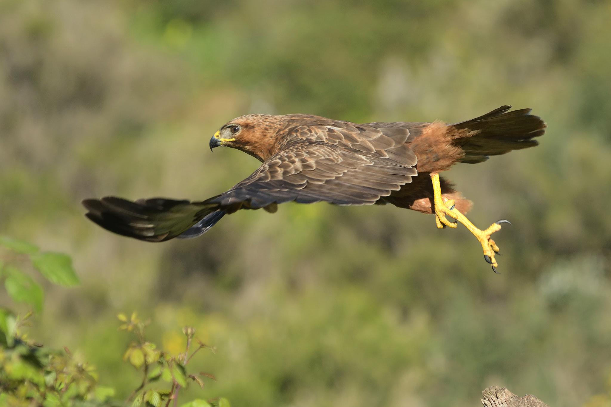 Nikon D500 sample photo. Buteo rufinus photography