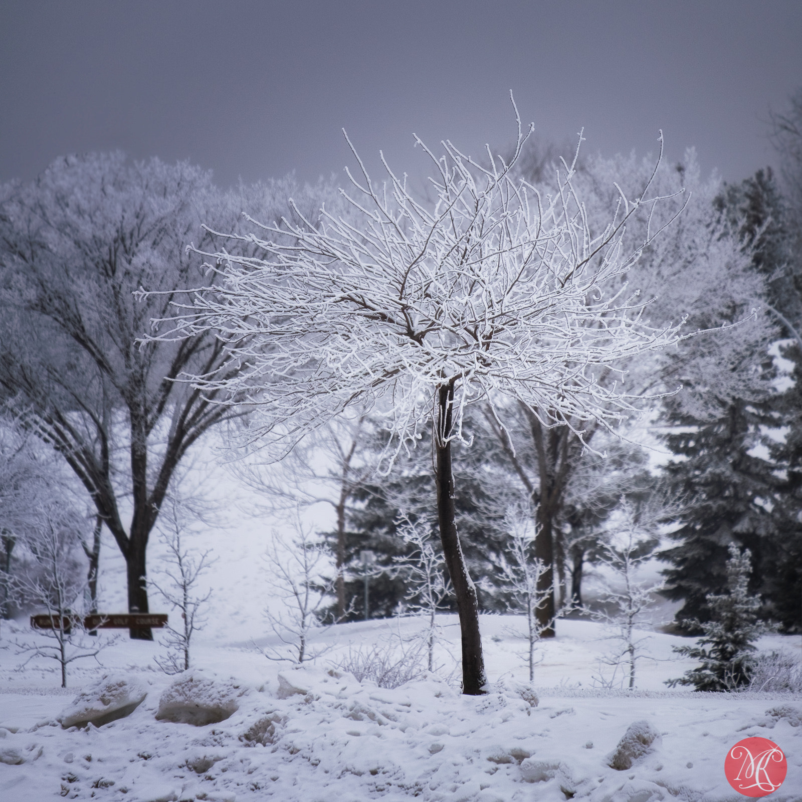 Fujifilm X-E2 + Fujifilm XF 55-200mm F3.5-4.8 R LM OIS sample photo. The tree that caught my eye photography