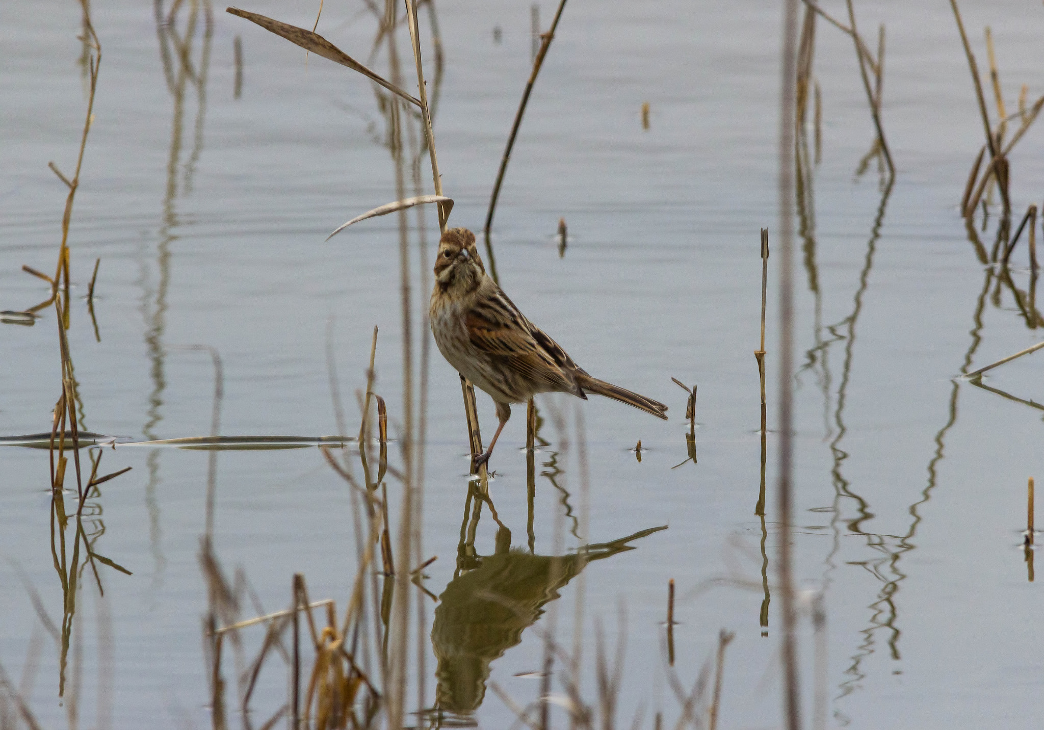 Sigma 150-500mm F5-6.3 DG OS HSM sample photo. Bruant des roseaux photography