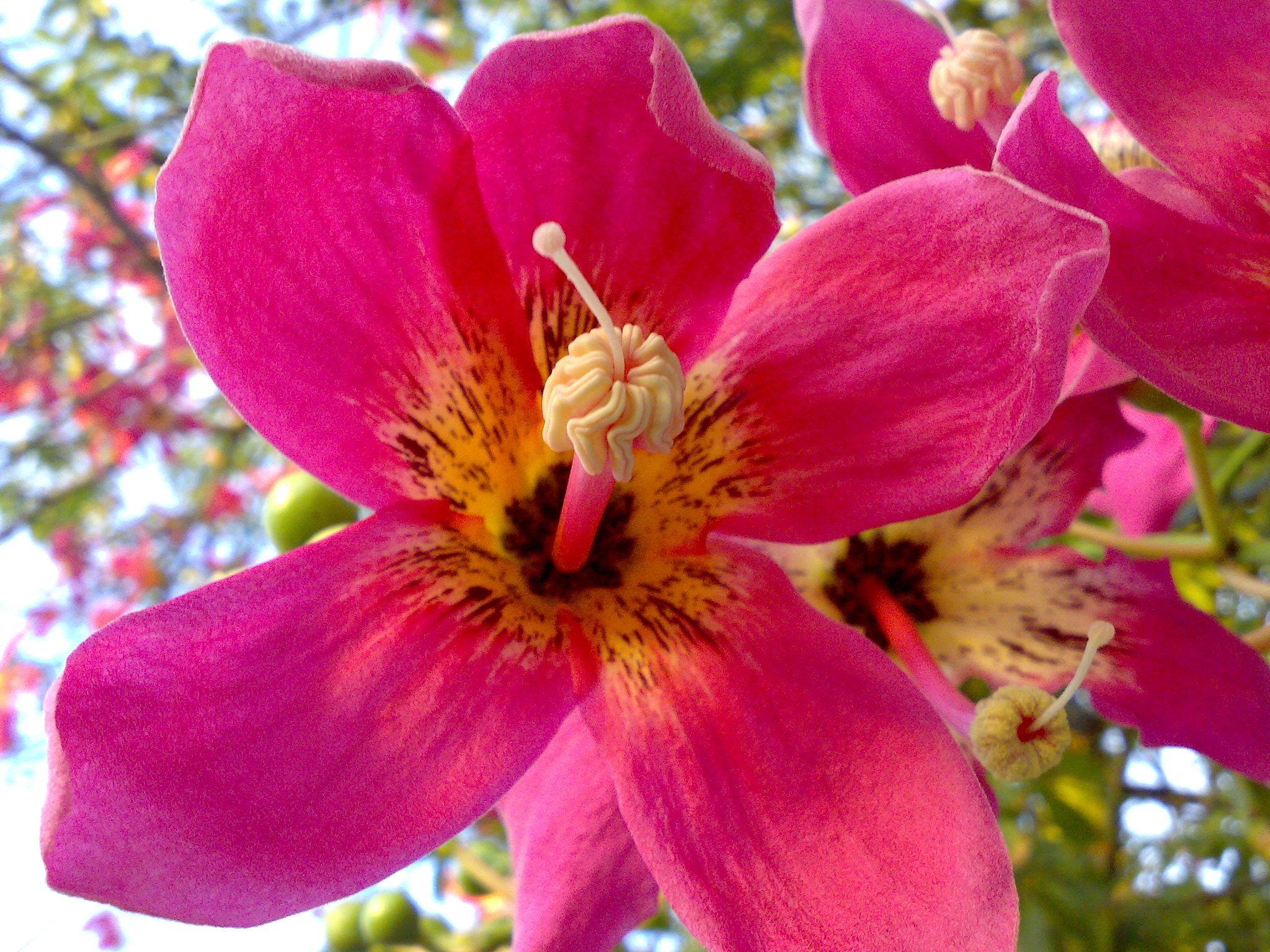 Nokia N73 sample photo. Flor del palo borracho photography