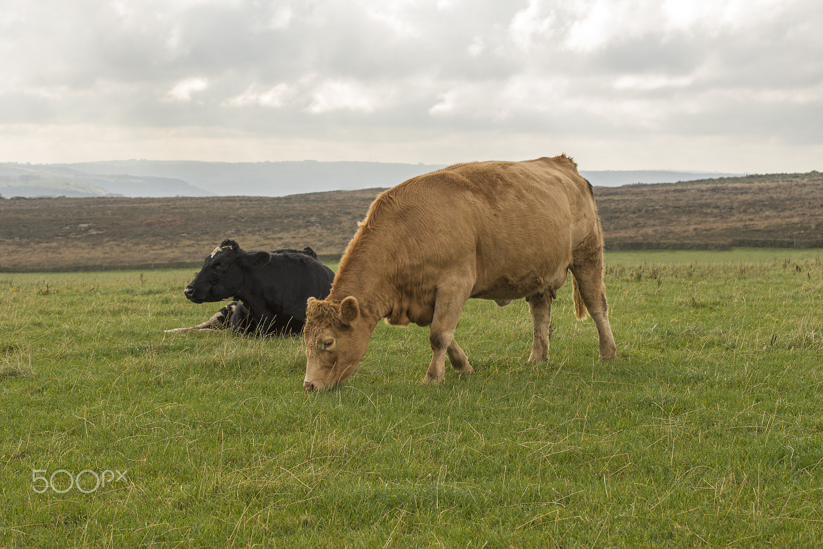 Nikon D750 + Tamron SP 90mm F2.8 Di VC USD 1:1 Macro (F004) sample photo. Derbyshire cattle photography