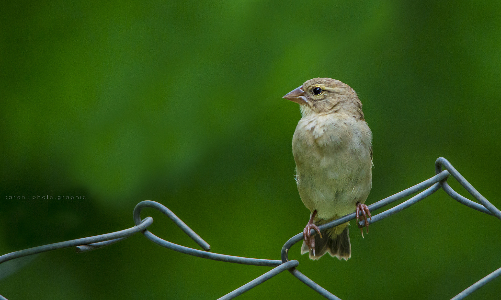Sigma 150-500mm F5-6.3 DG OS HSM sample photo. 3.jpg photography