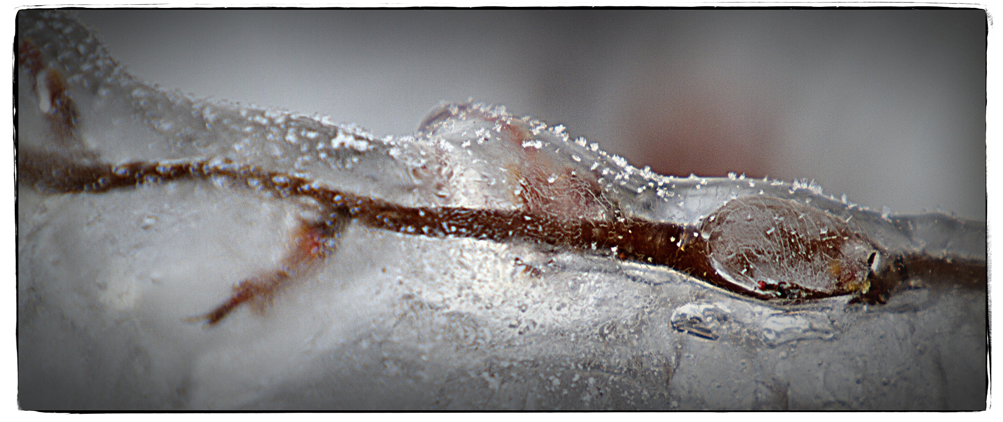 Canon EF 70-200mm F2.8L IS USM sample photo. Natures ice sculptures - branch encased in ice. photography