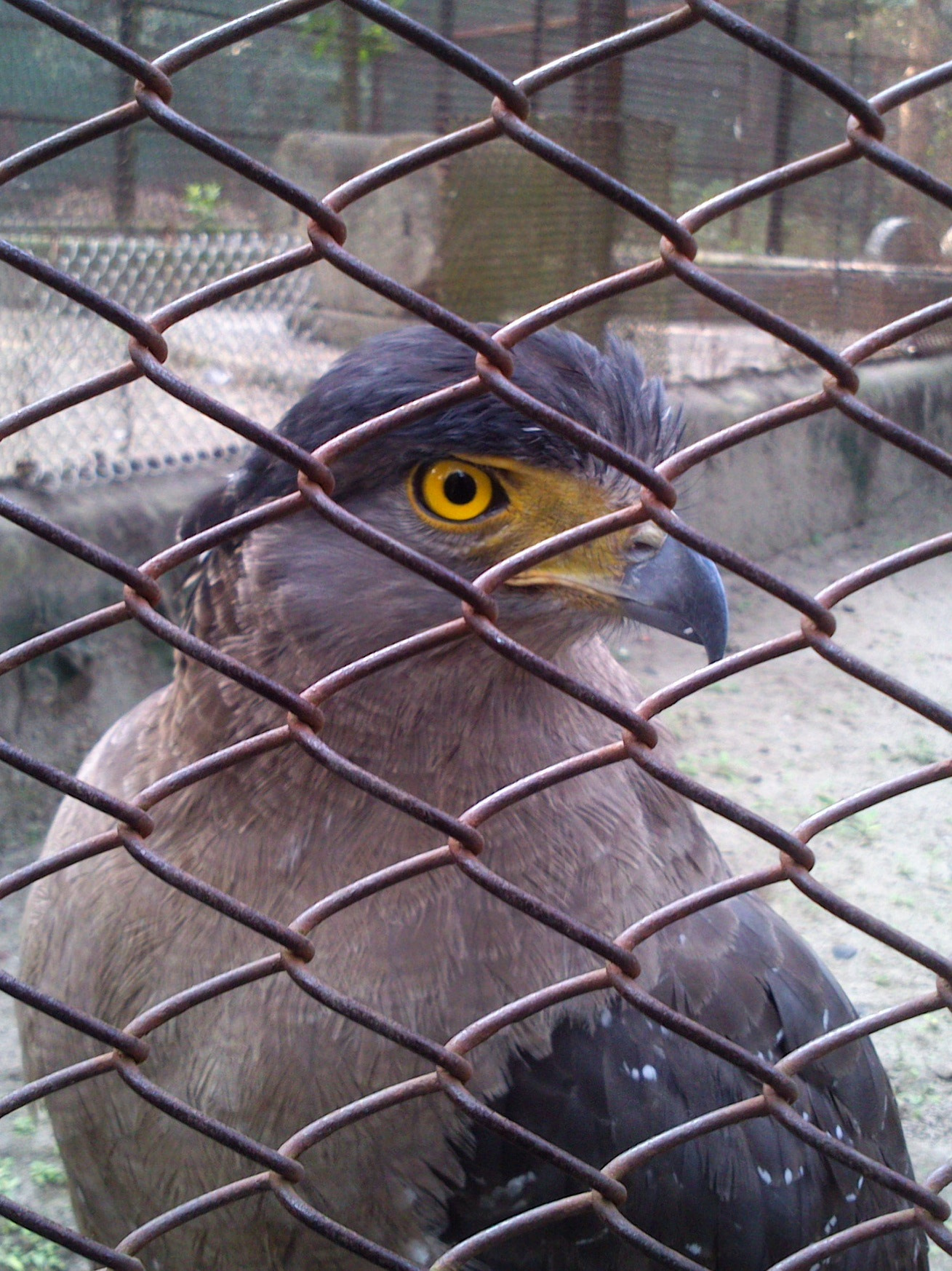 Sony Xperia U sample photo. Wingless photography