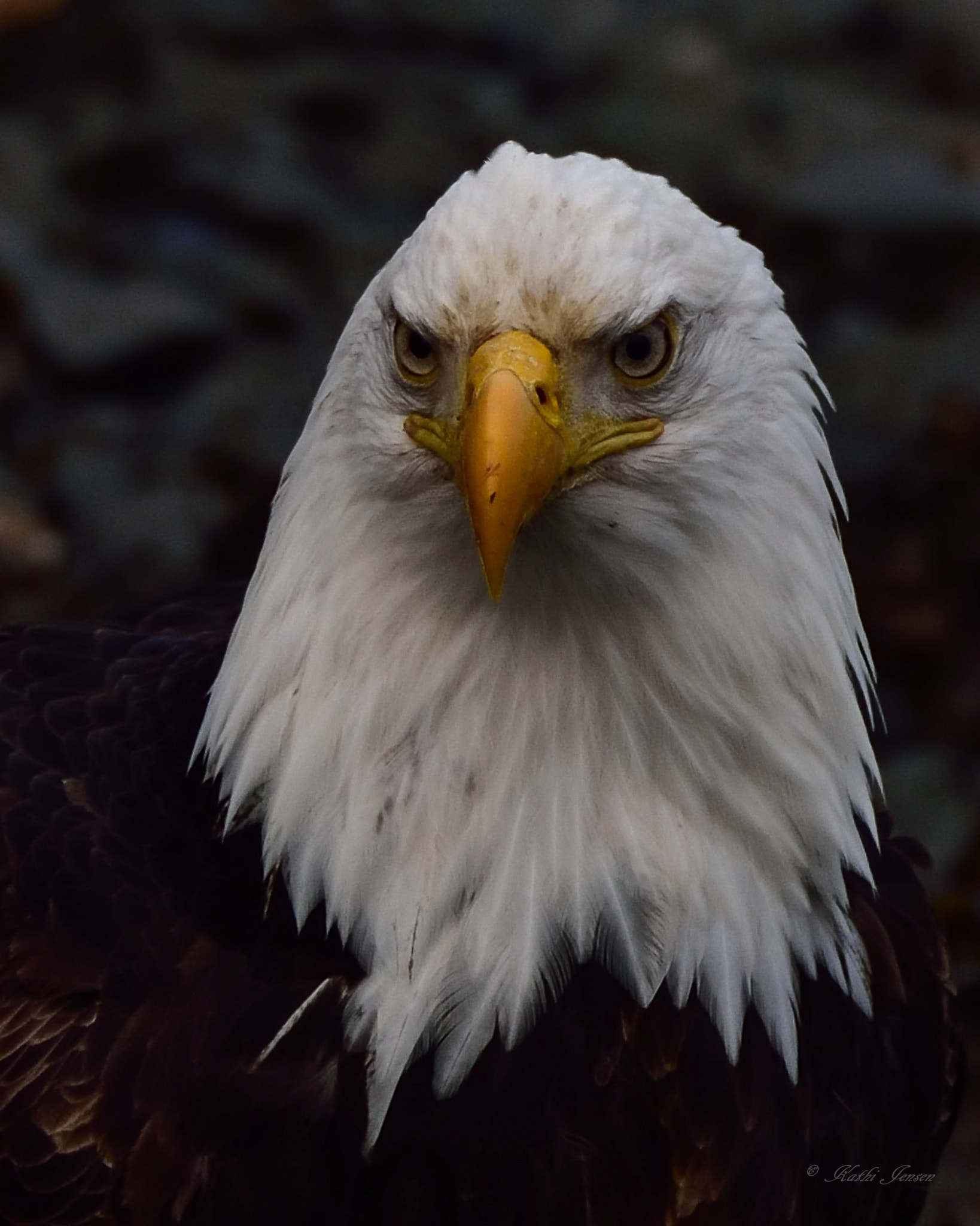 Sigma 150-600mm F5-6.3 DG OS HSM | S sample photo. Regal photography