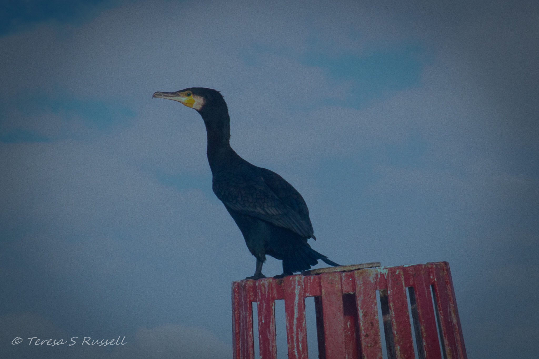 Canon EOS 760D (EOS Rebel T6s / EOS 8000D) + Canon EF 50mm F1.8 II sample photo. Ready for take off! photography