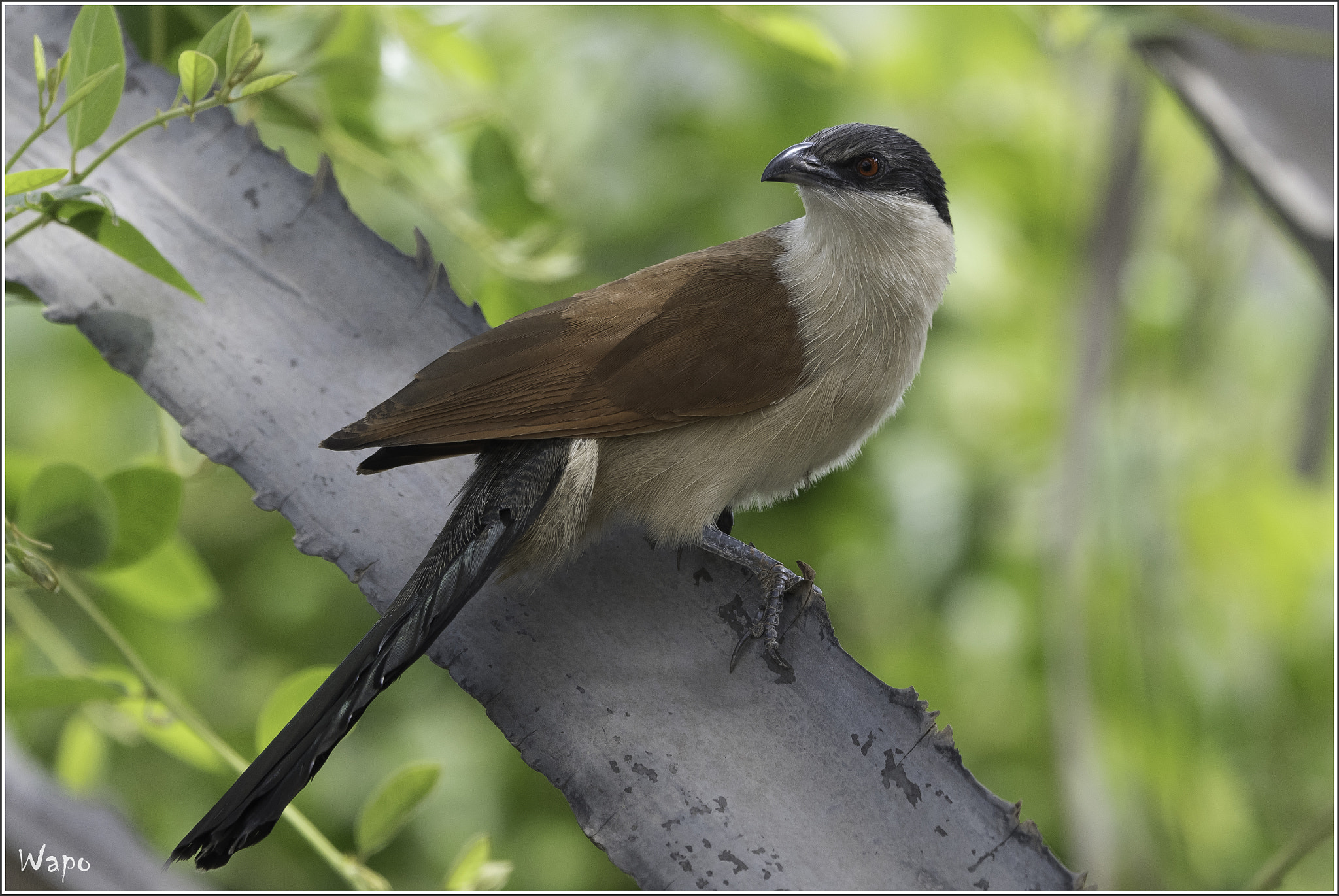 Nikon D500 sample photo. Senegal coucal photography