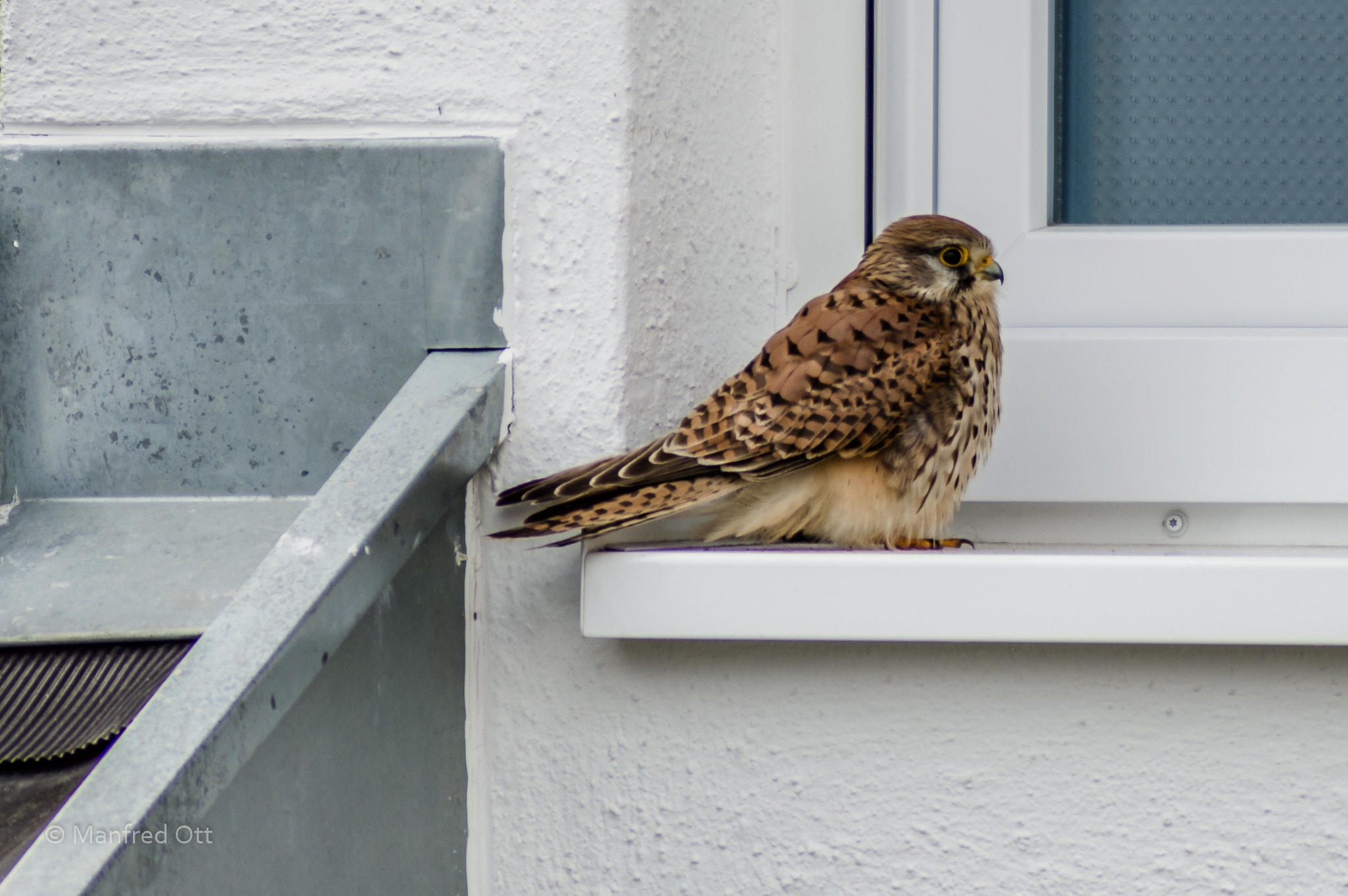 Nikon D3200 sample photo. Turmfalke photography