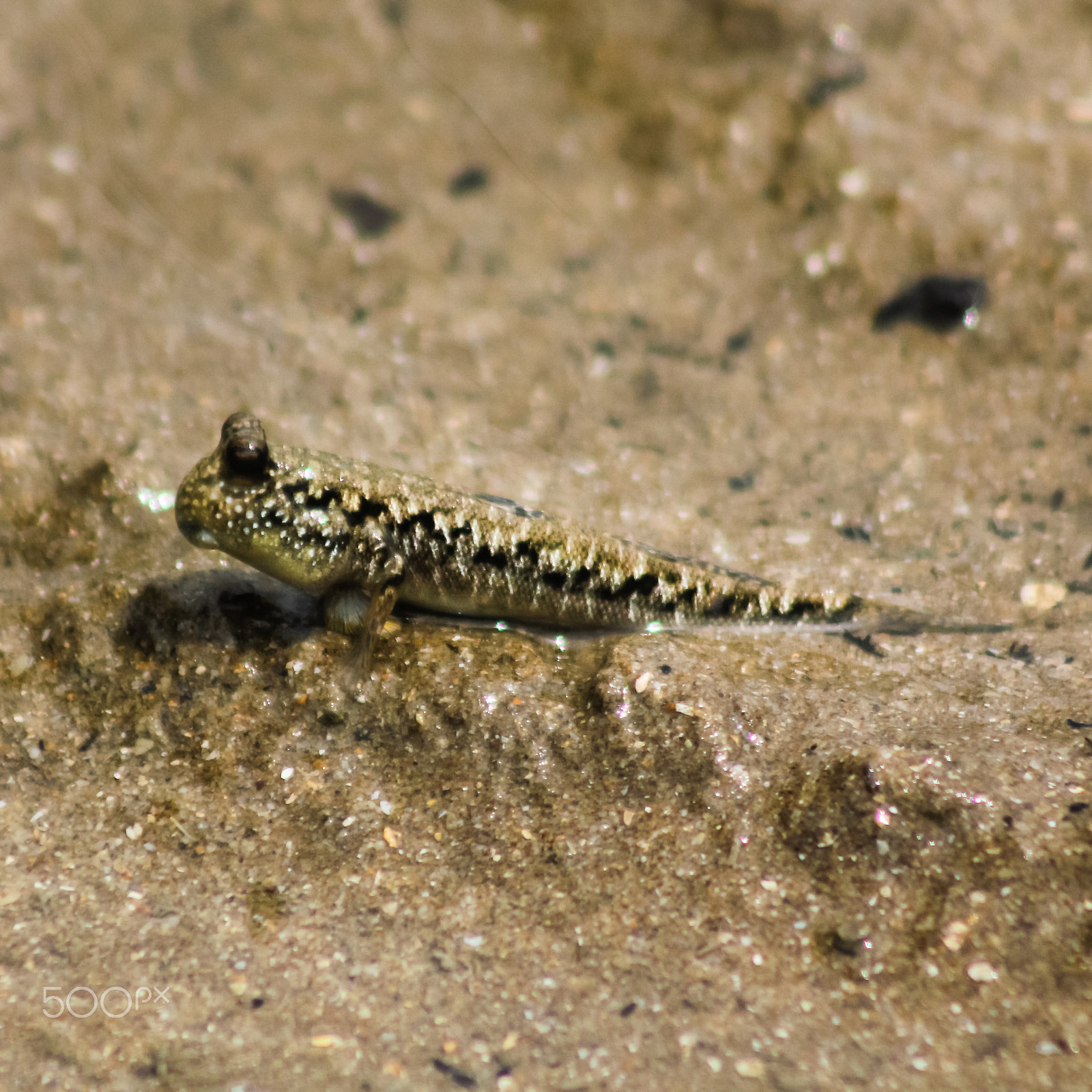 Canon EOS 550D (EOS Rebel T2i / EOS Kiss X4) + Canon EF 75-300mm f/4-5.6 USM sample photo. Silver-lined mudskipper photography