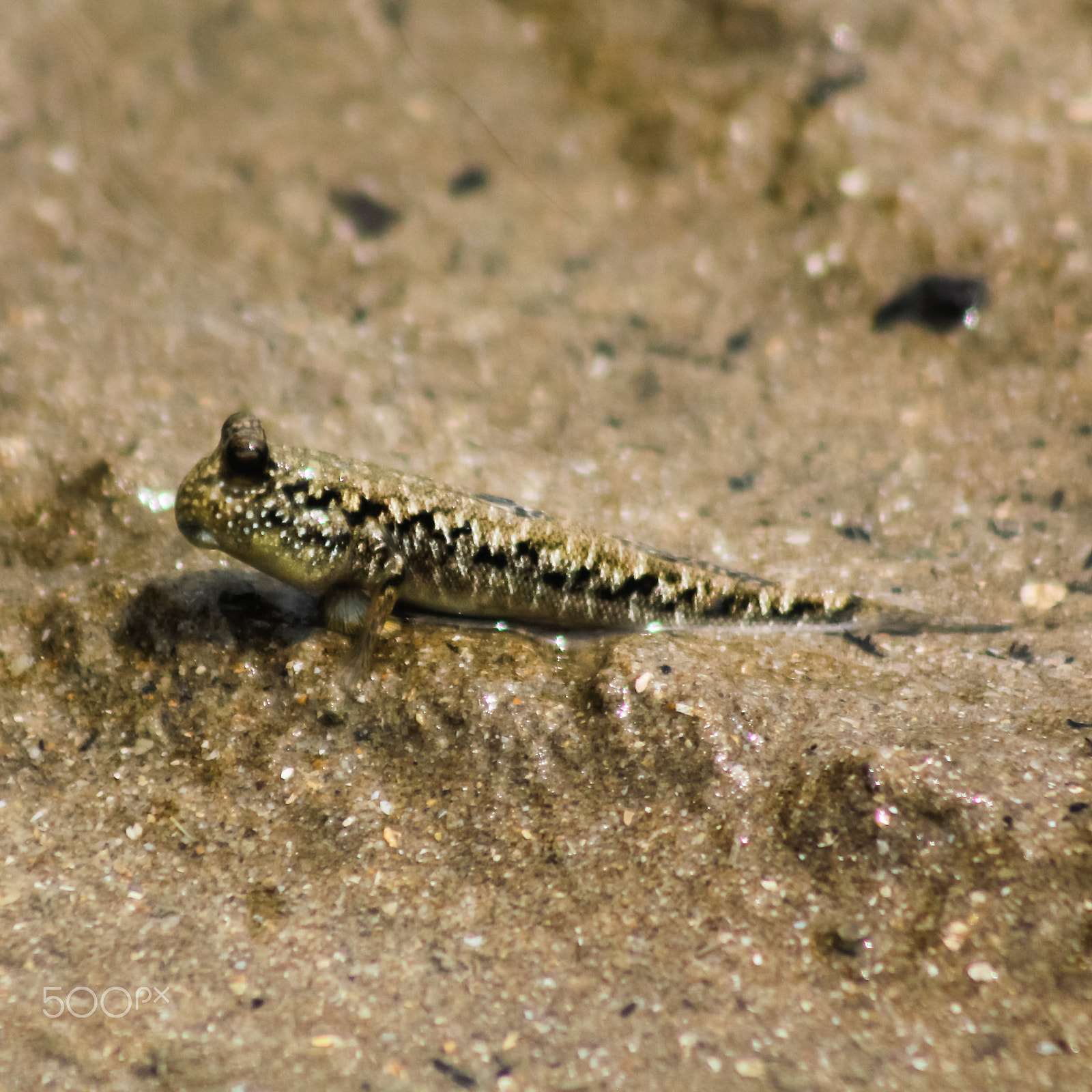Canon EF 75-300mm f/4-5.6 USM sample photo. Silver-lined mudskipper photography