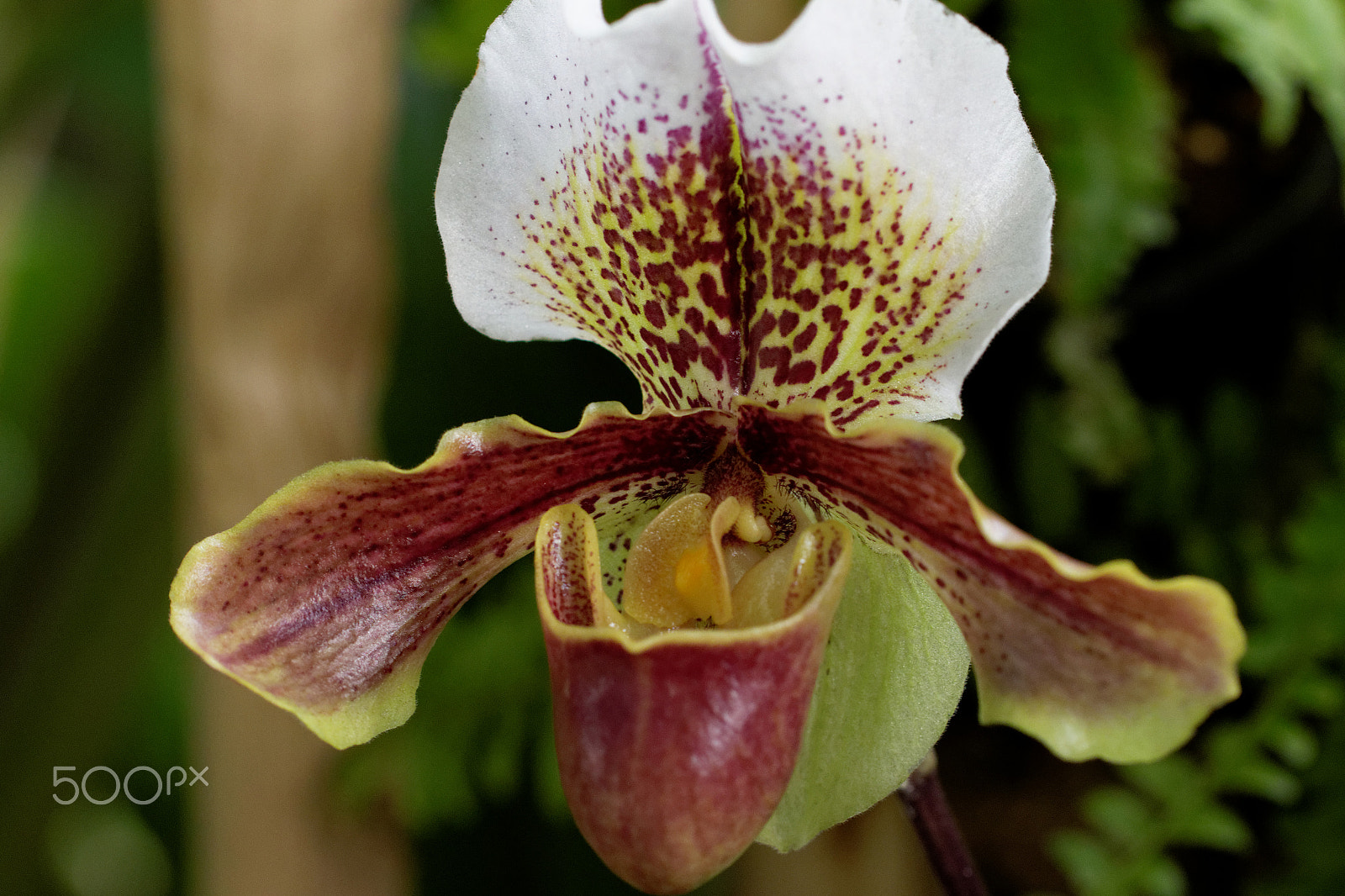 Canon EF 100mm F2.8 Macro USM sample photo. Orchidée photography