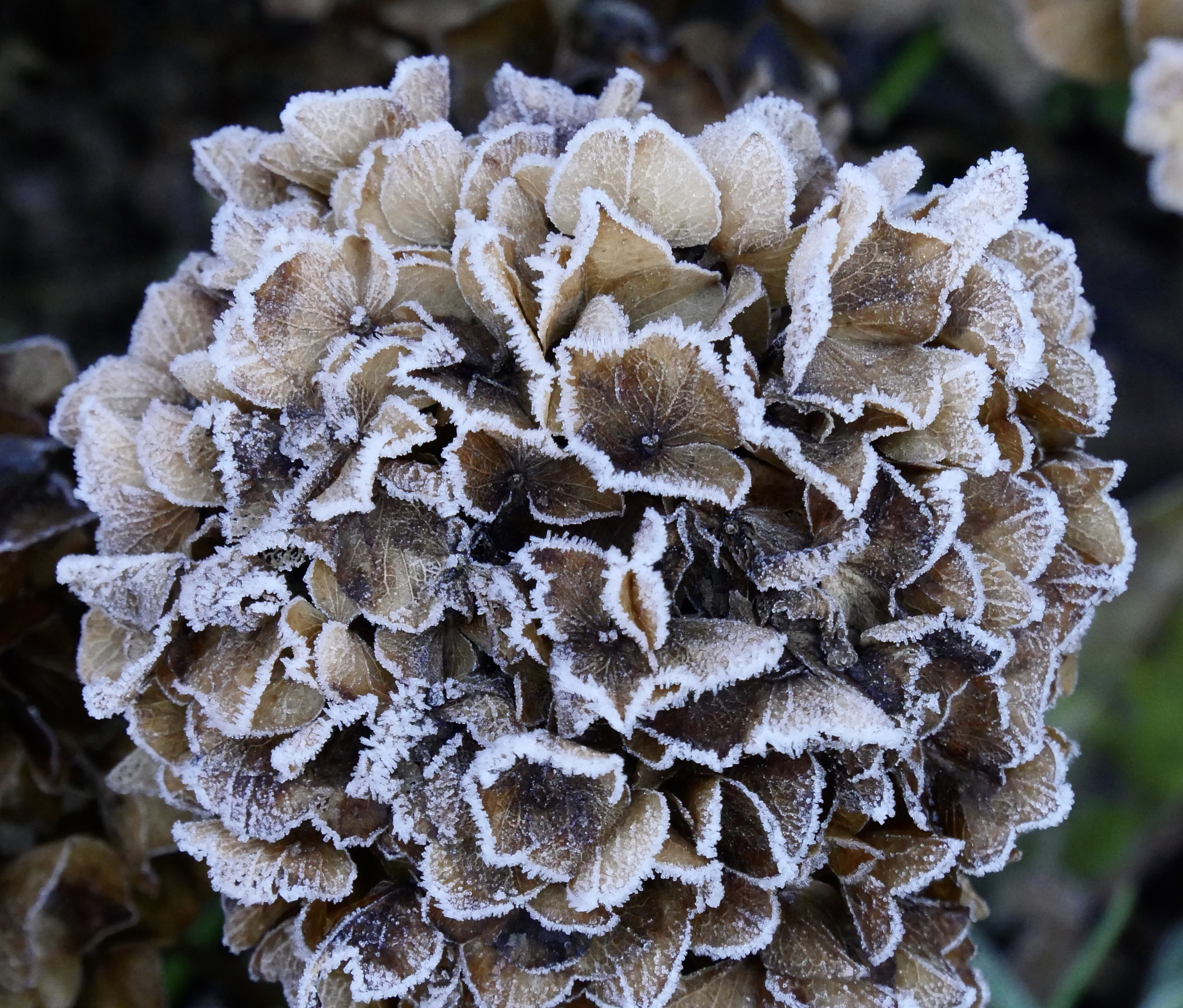 Panasonic Lumix DMC-GX8 sample photo
