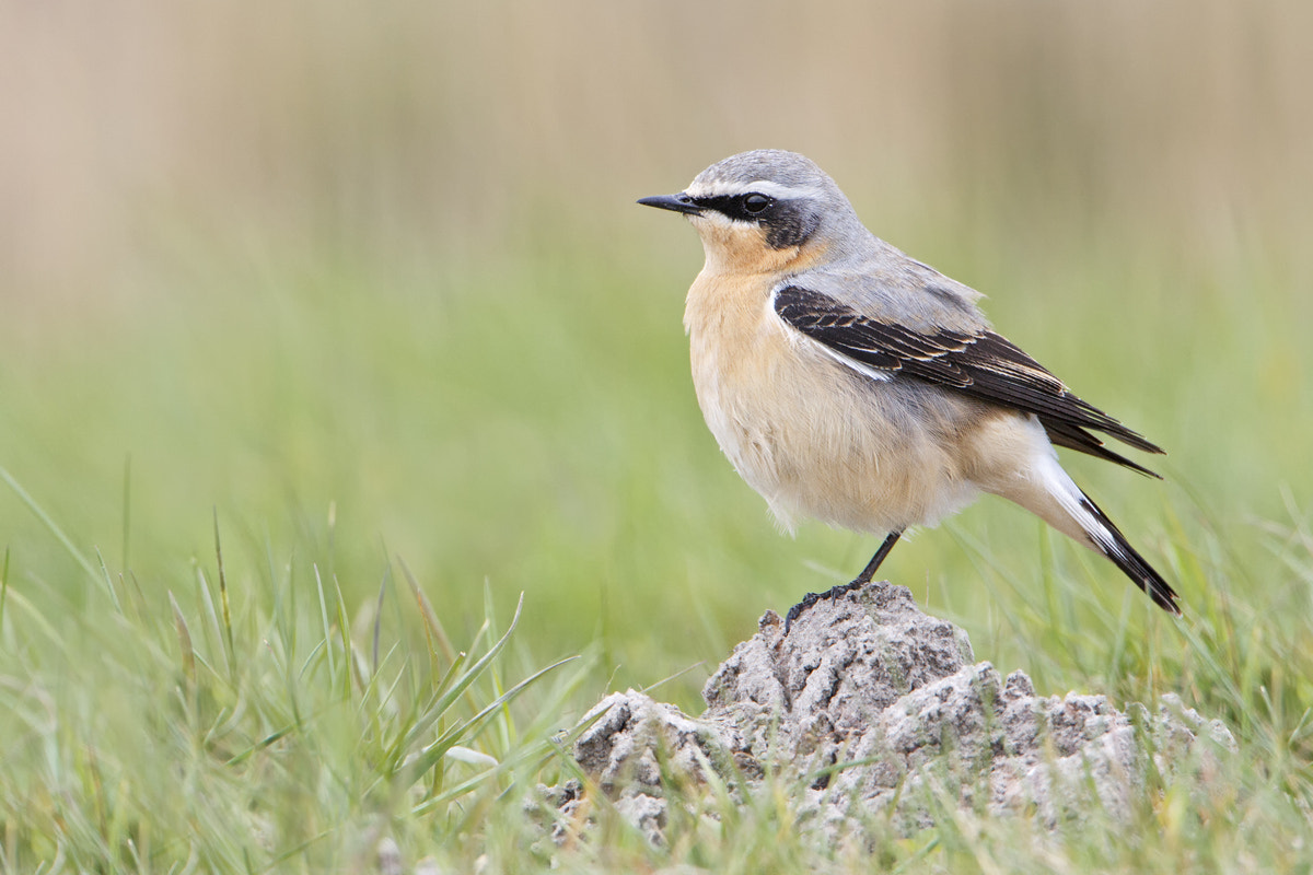 Canon EF 500mm F4L IS USM sample photo. Northern wheatear photography