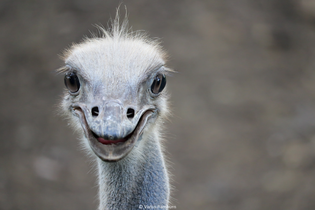 Canon EF-S 55-250mm F4-5.6 IS STM sample photo. Ostrich photography